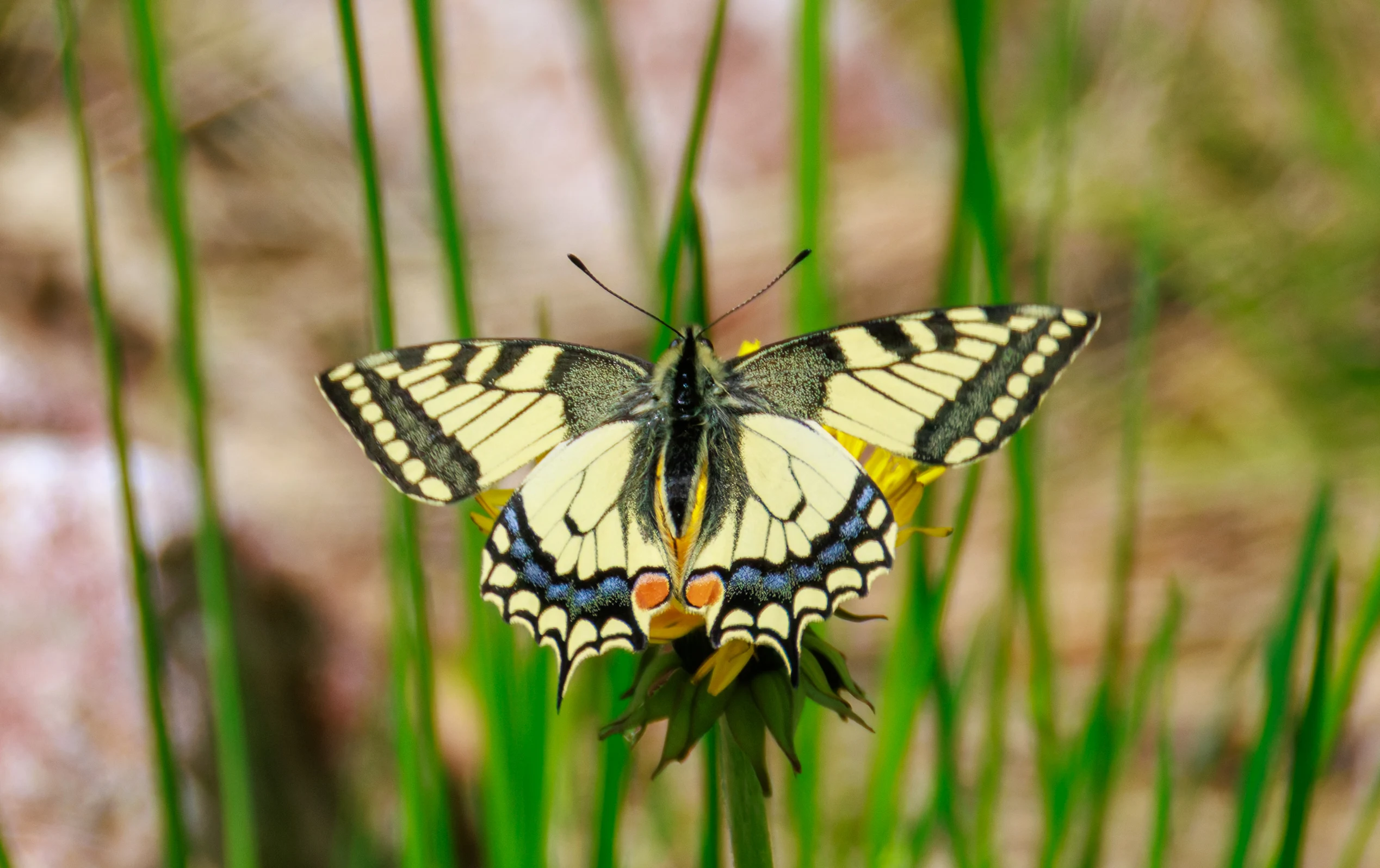 Swallowtail Butterfly, Transylvania, Romania — photo by Orlando Prugel-Bennett