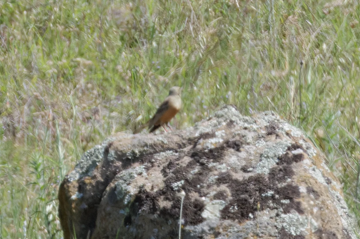 Ortolan Bunting, Romanian Steppe, Romania — photo by Orlando Prugel-Bennett