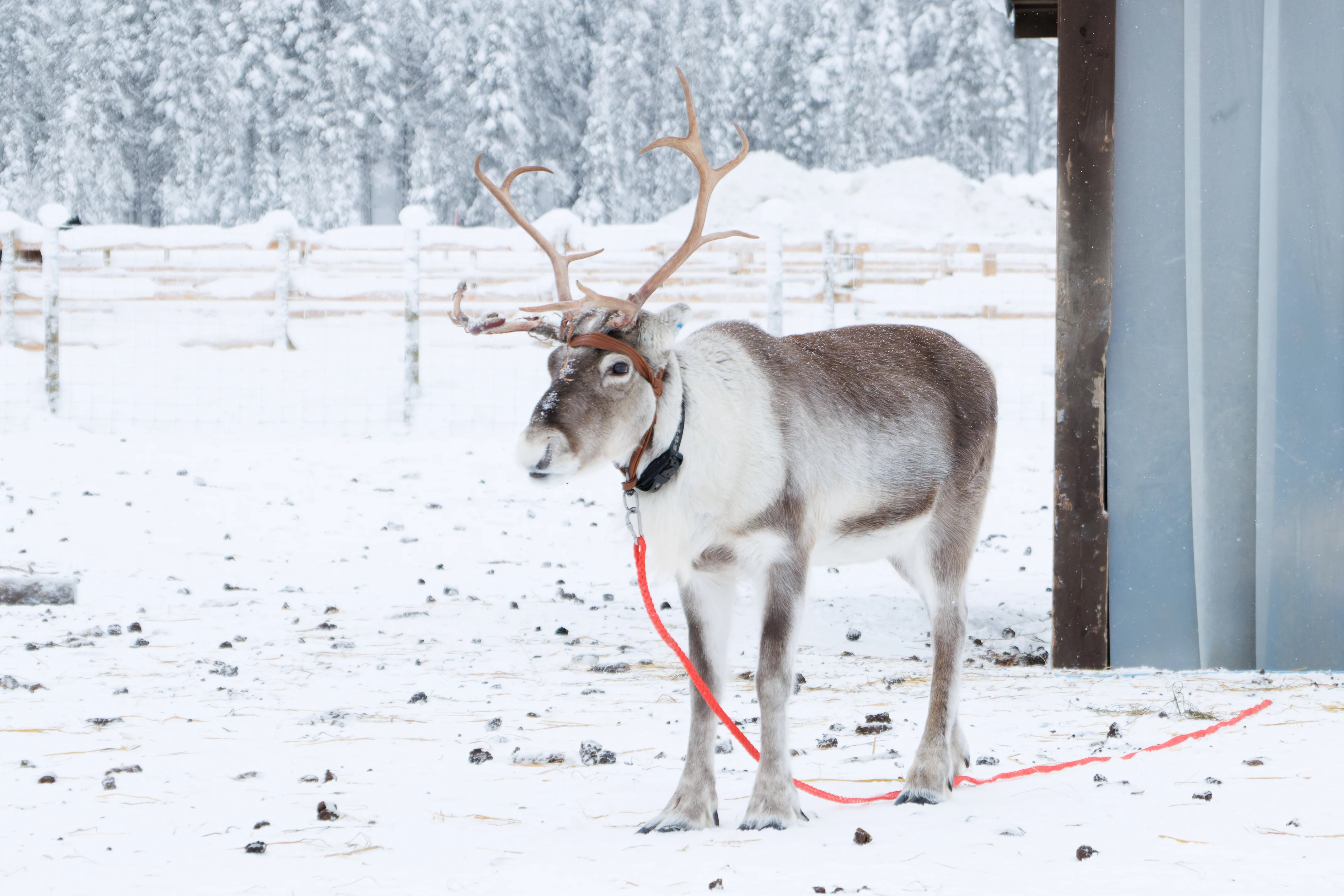 Reindeer, Ÿllas, Finland — photo by Orlando Prugel-Bennett