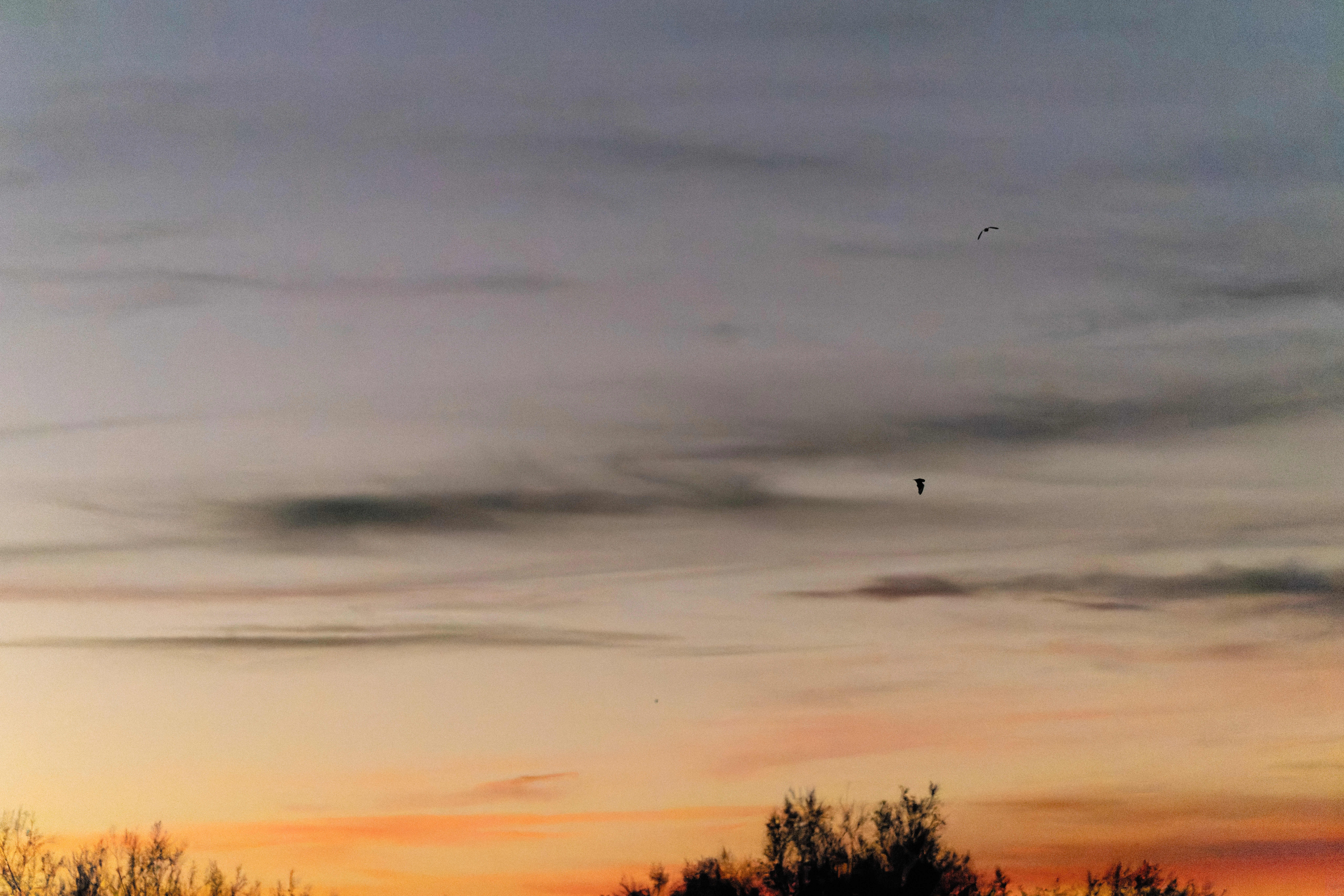 Bats at sunset, Clot De Galvany, Alicante, Spain — photo by Orlando Prugel-Bennett