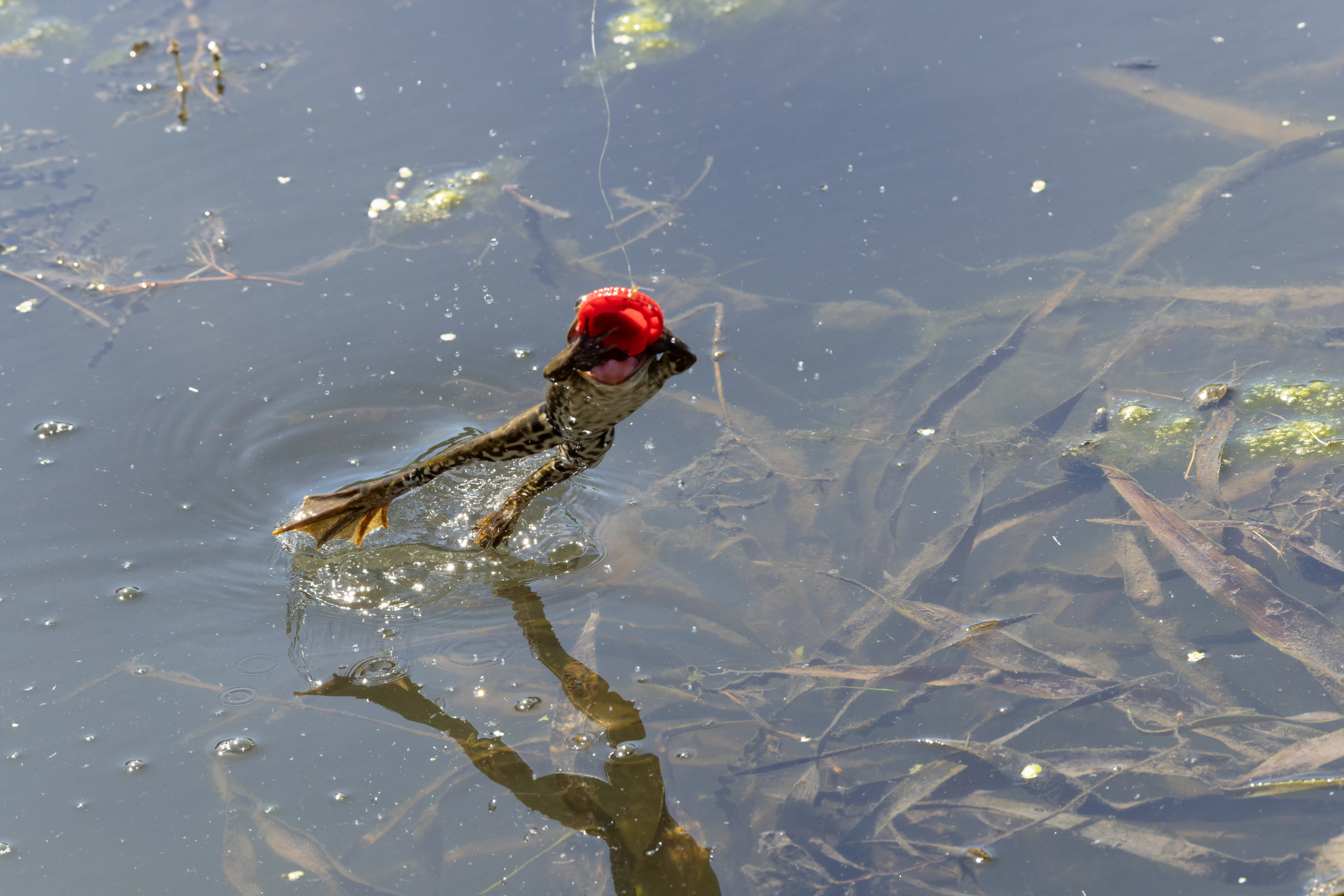 Frog, Danube Delta, Romania — photo by Orlando Prugel-Bennett
