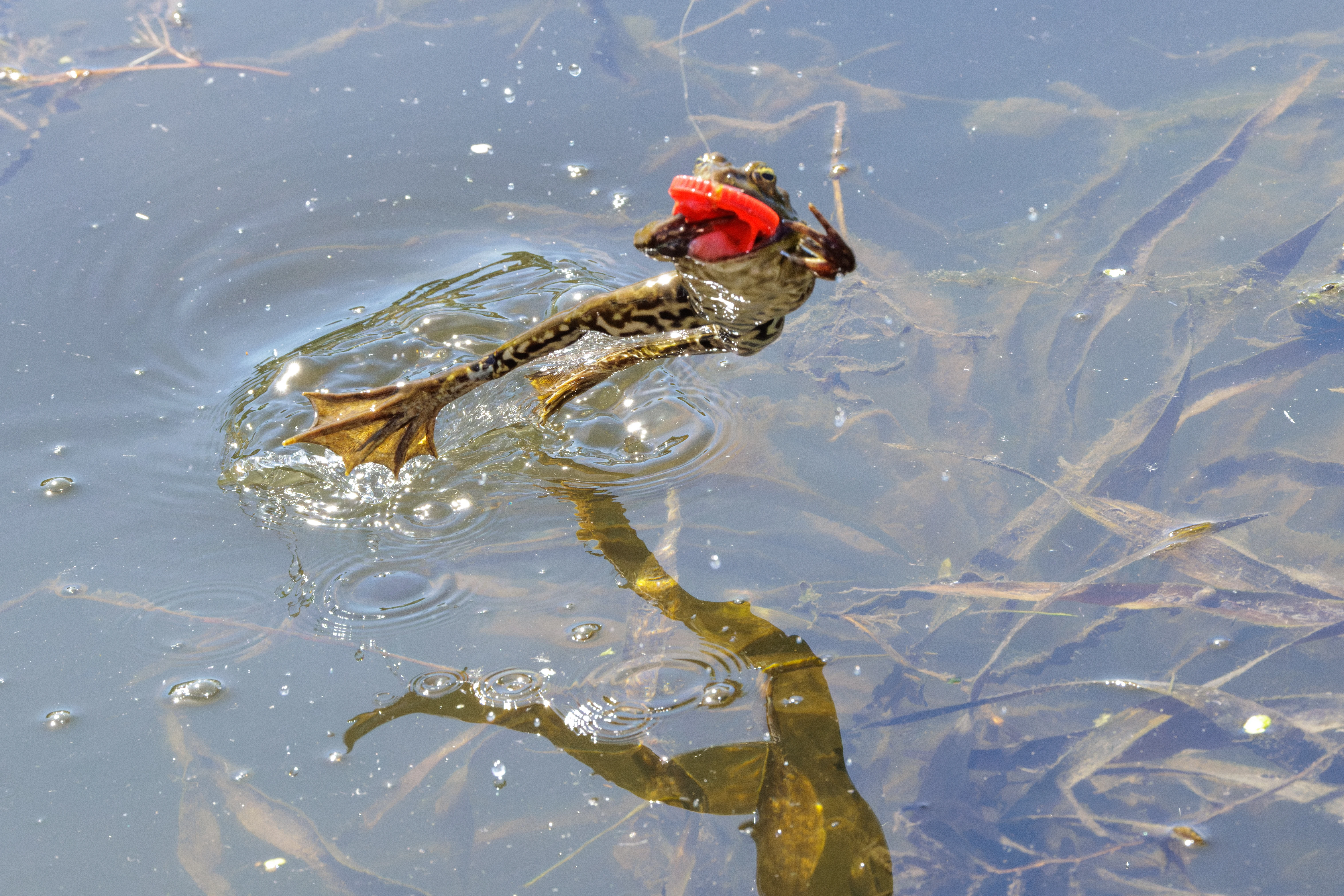 Frog, Danube Delta, Romania — photo by Orlando Prugel-Bennett