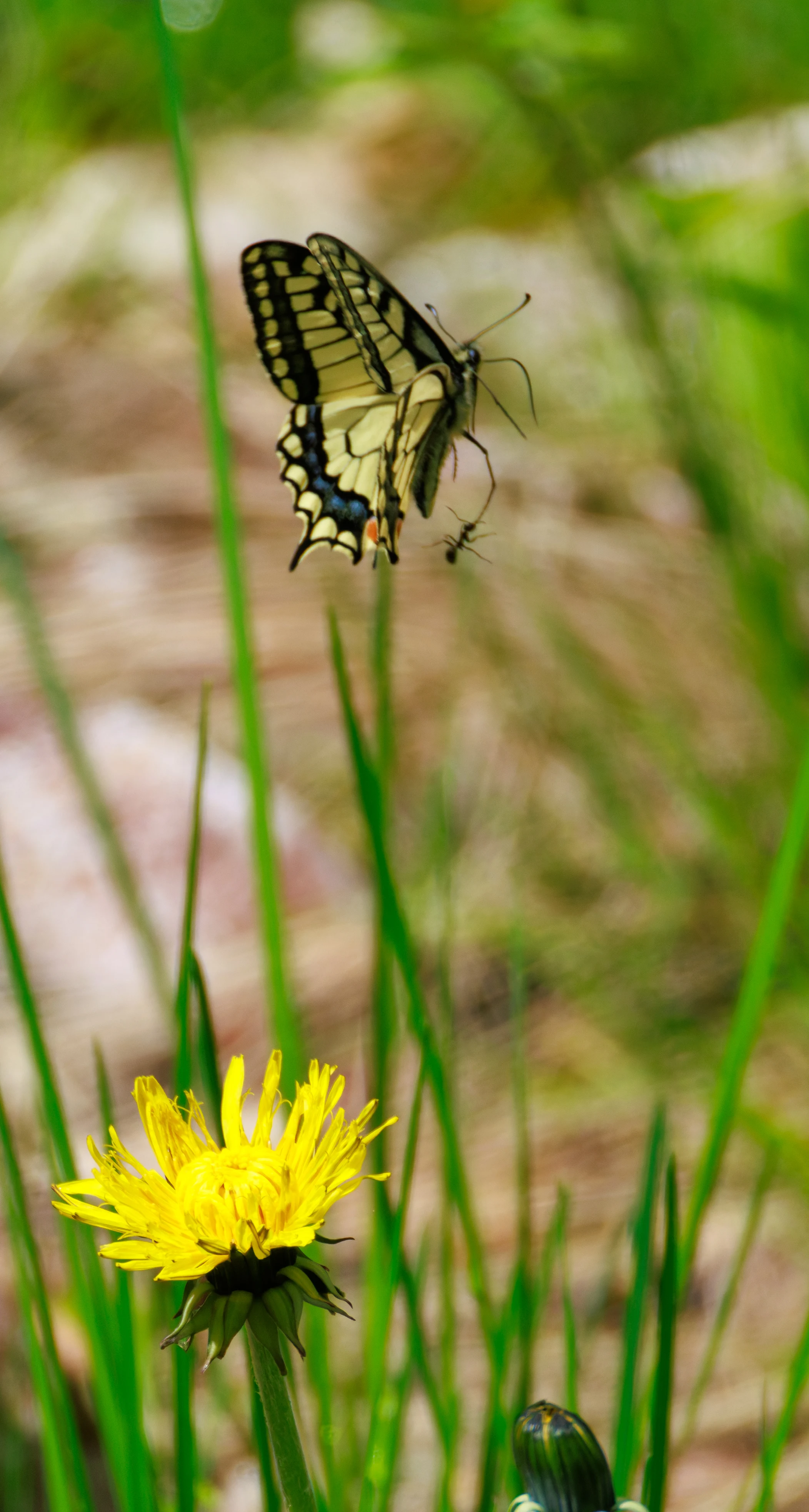 Swallowtail butterfly, Transylvania, Romania — photo by Orlando Prugel-Bennett