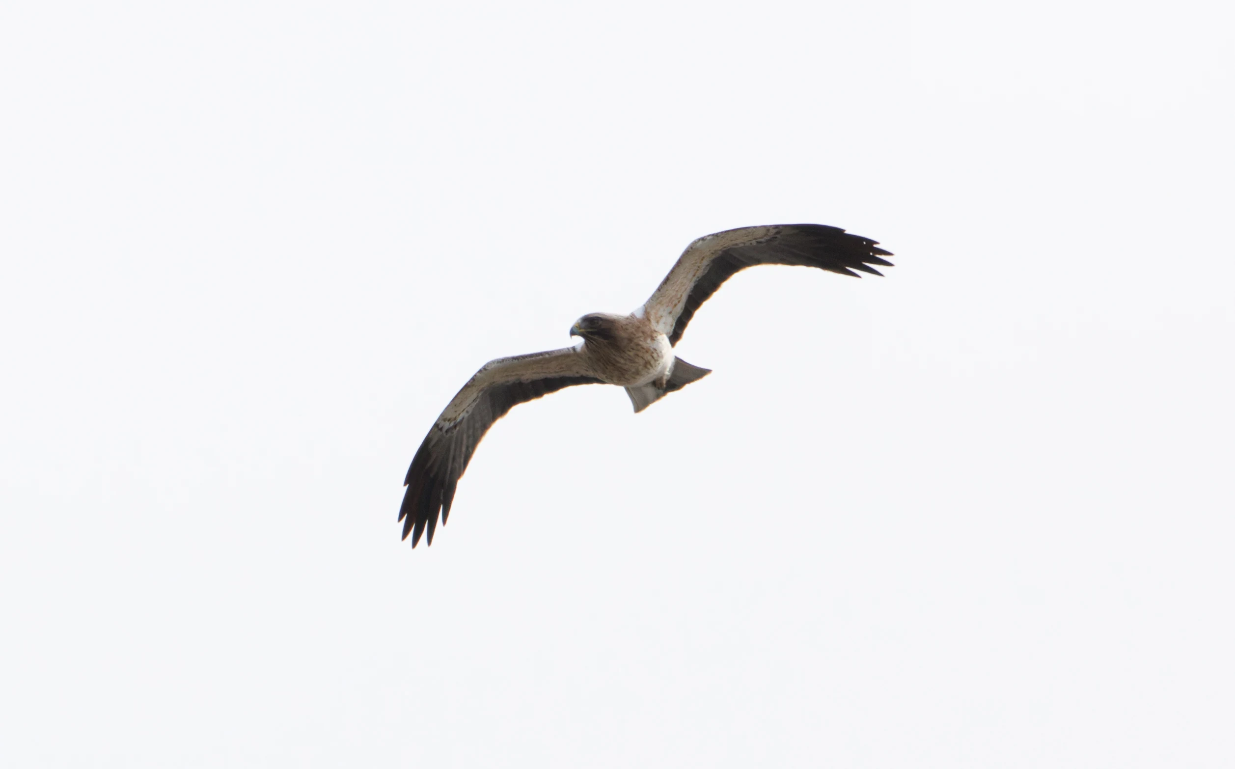 Booted Eagle, El Hondo, Spain — photo by Orlando Prugel-Bennett
