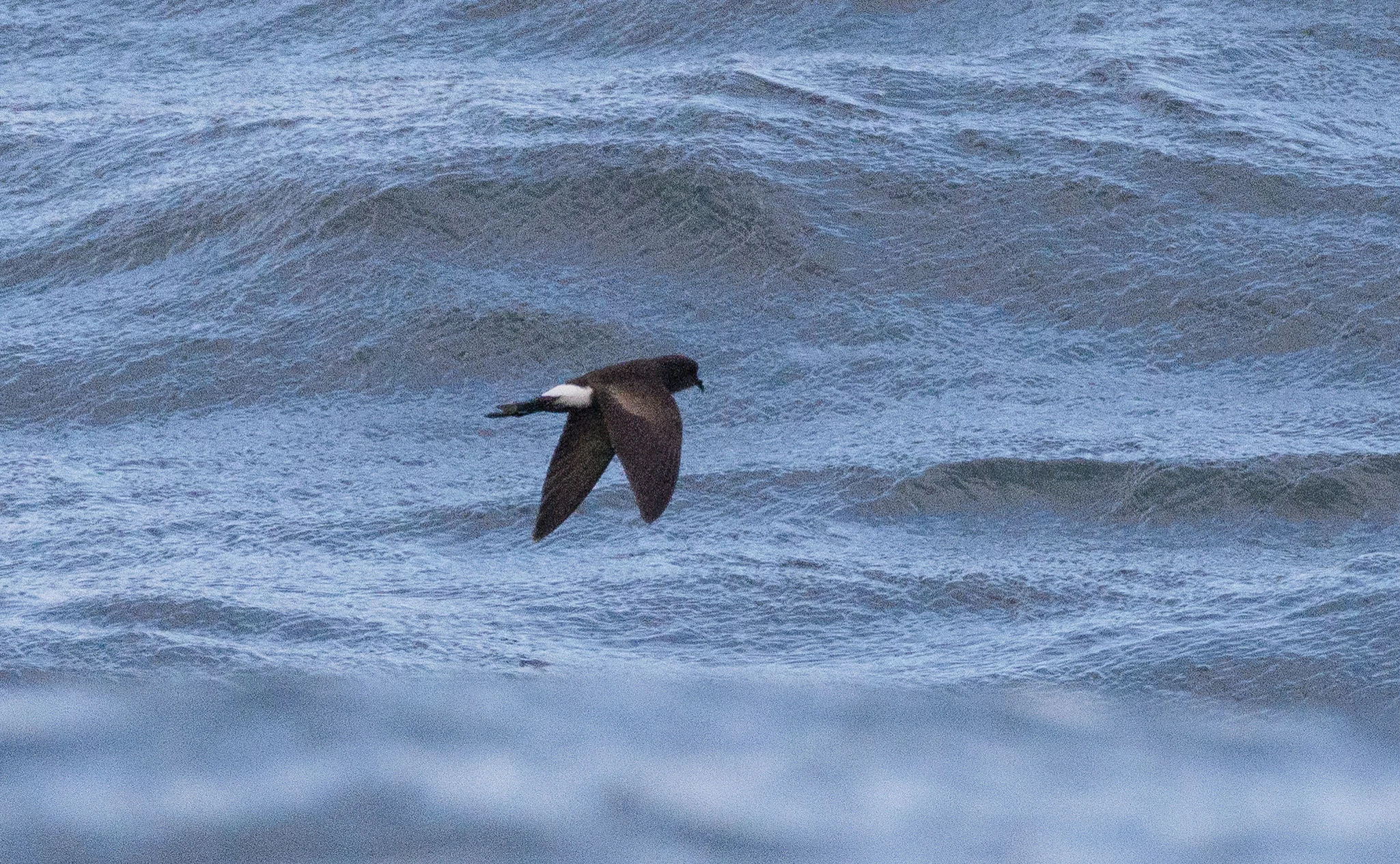 Wilson's Storm Petrel, Cornwall, UK — photo by Orlando Prugel-Bennett