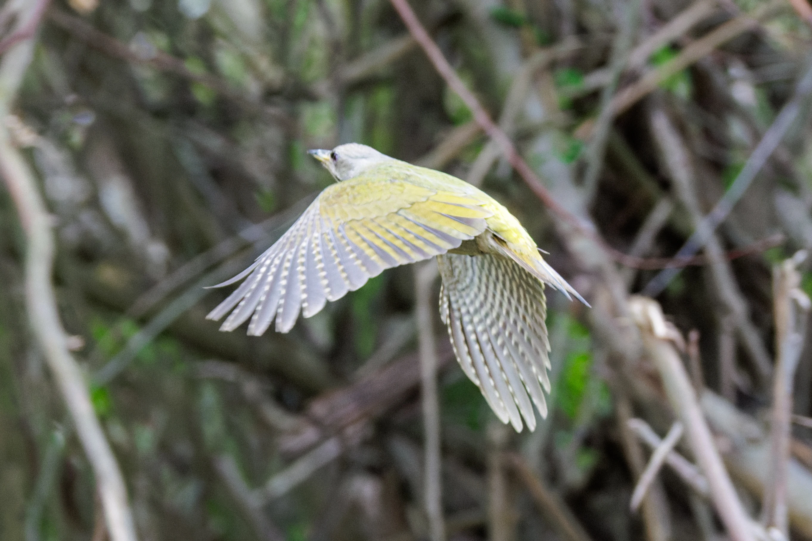 Grey-headed Woodpecker flight, Danube Delta, Romania — photo by Orlando Prugel-Bennett