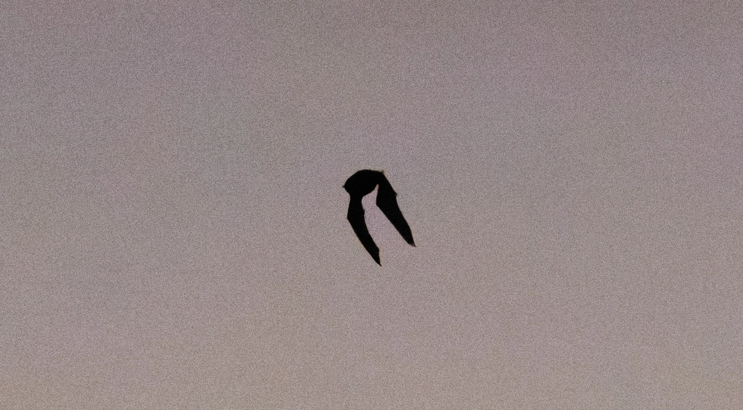 Bat, Clot De Galvany, Alicante, Spain — photo by Orlando Prugel-Bennett