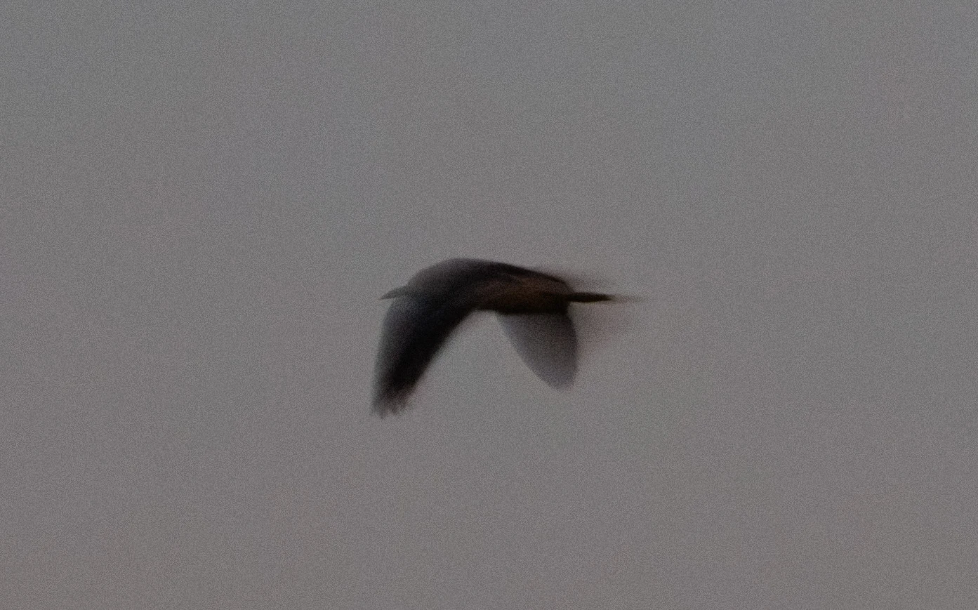 Little Bittern in flight, Clot De Galvany, Alicante, Spain — photo by Orlando Prugel-Bennett