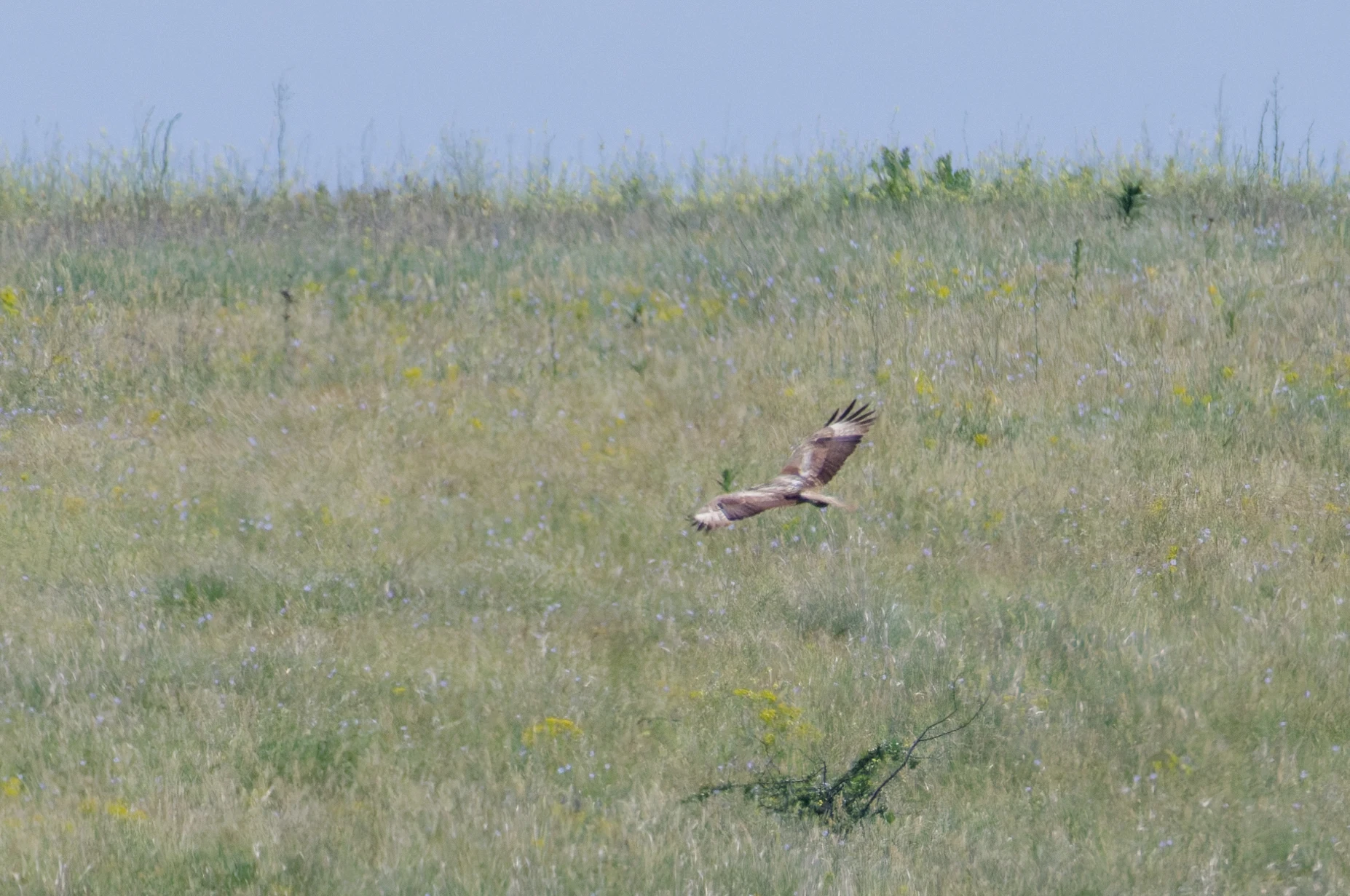 Long-legged Buzzard, Romania — photo by Orlando Prugel-Bennett