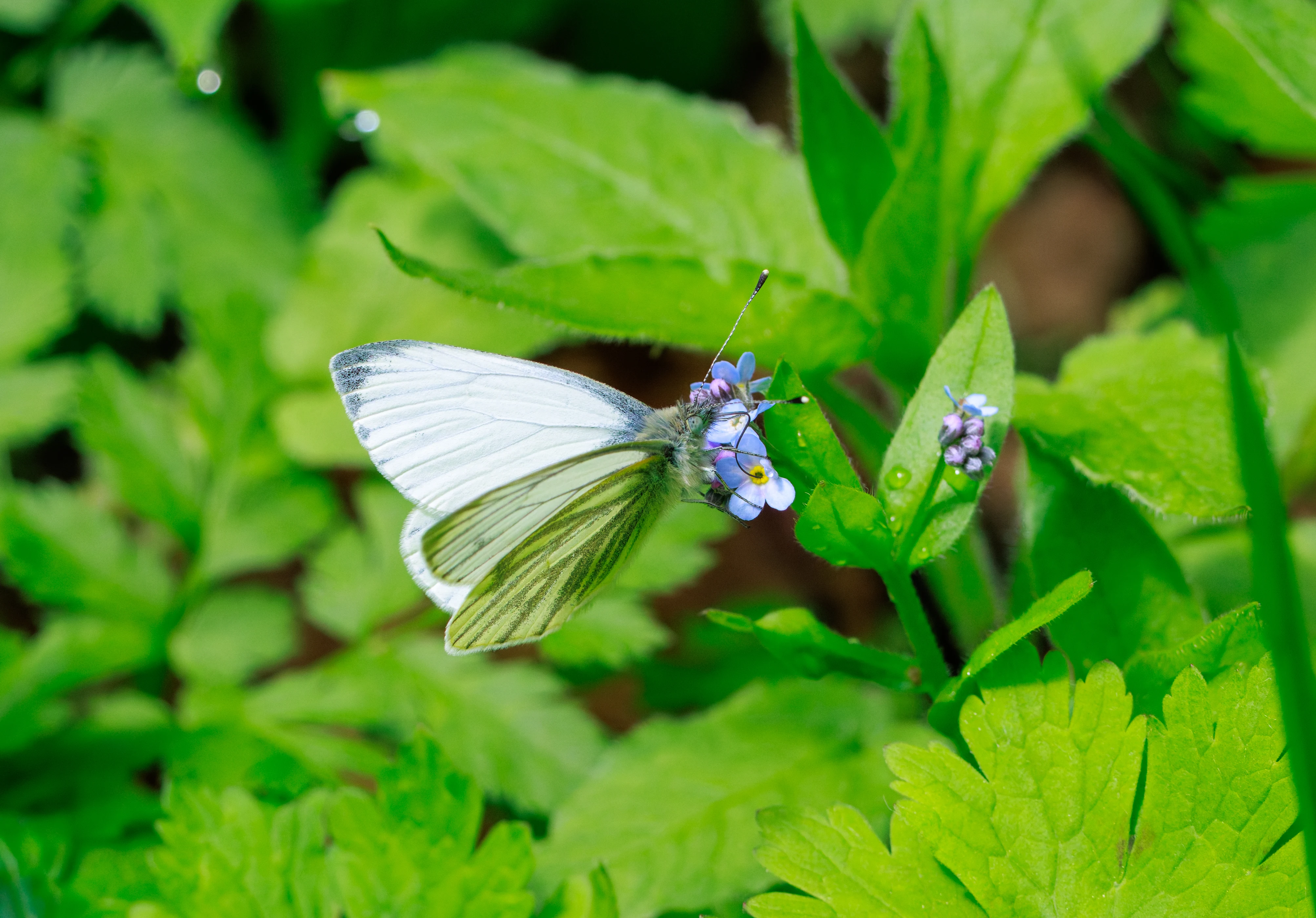 Green-veined White Butterfly, Transylvania, Romania — photo by Orlando Prugel-Bennett