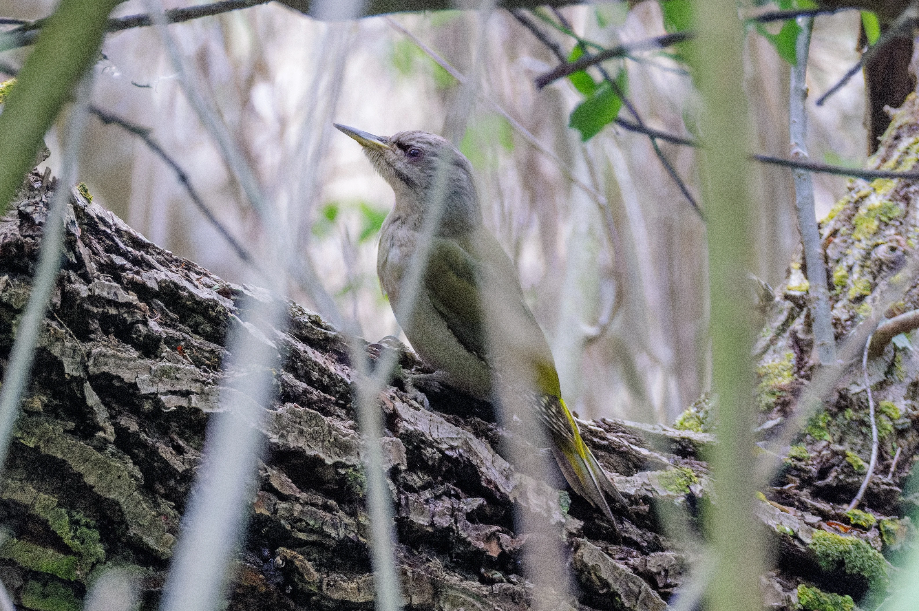 Grey-headed Woodpecker, Danube Delta, Romania — photo by Orlando Prugel-Bennett