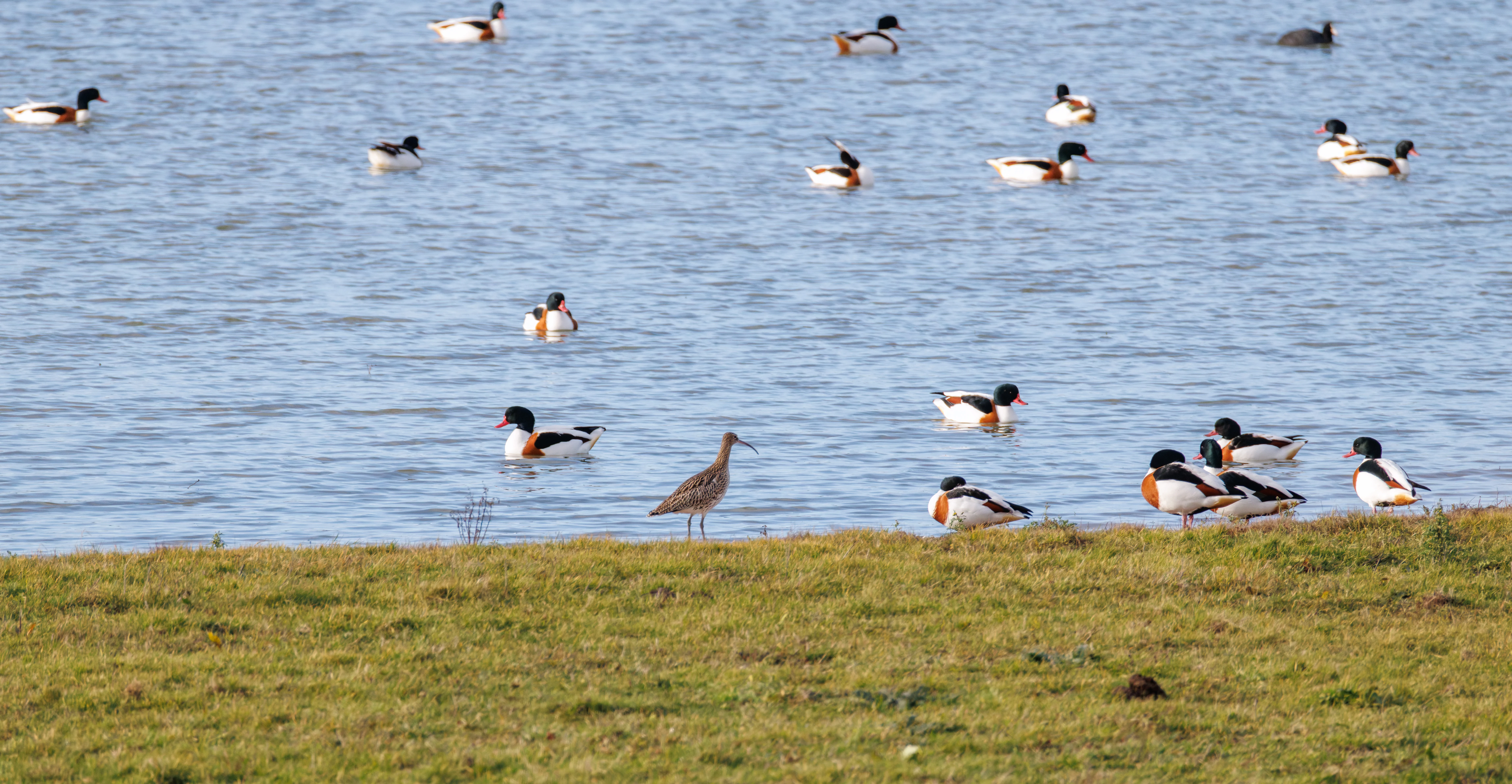 Common Shelducks and Eurasian Curlew, Calais, France — photo by Orlando Prugel-Bennett