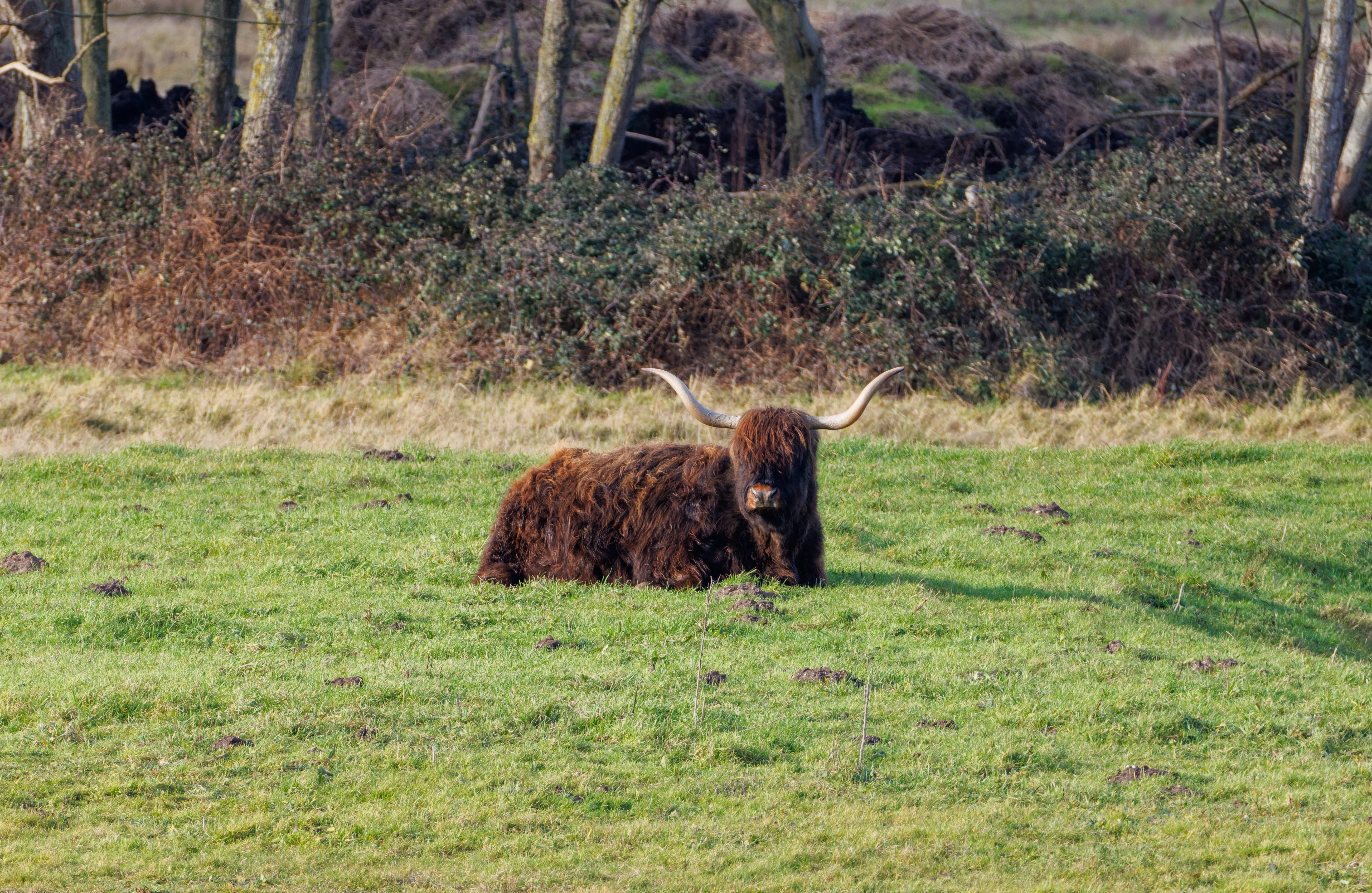 Highland Cattle, Calais, France — photo by Orlando Prugel-Bennett