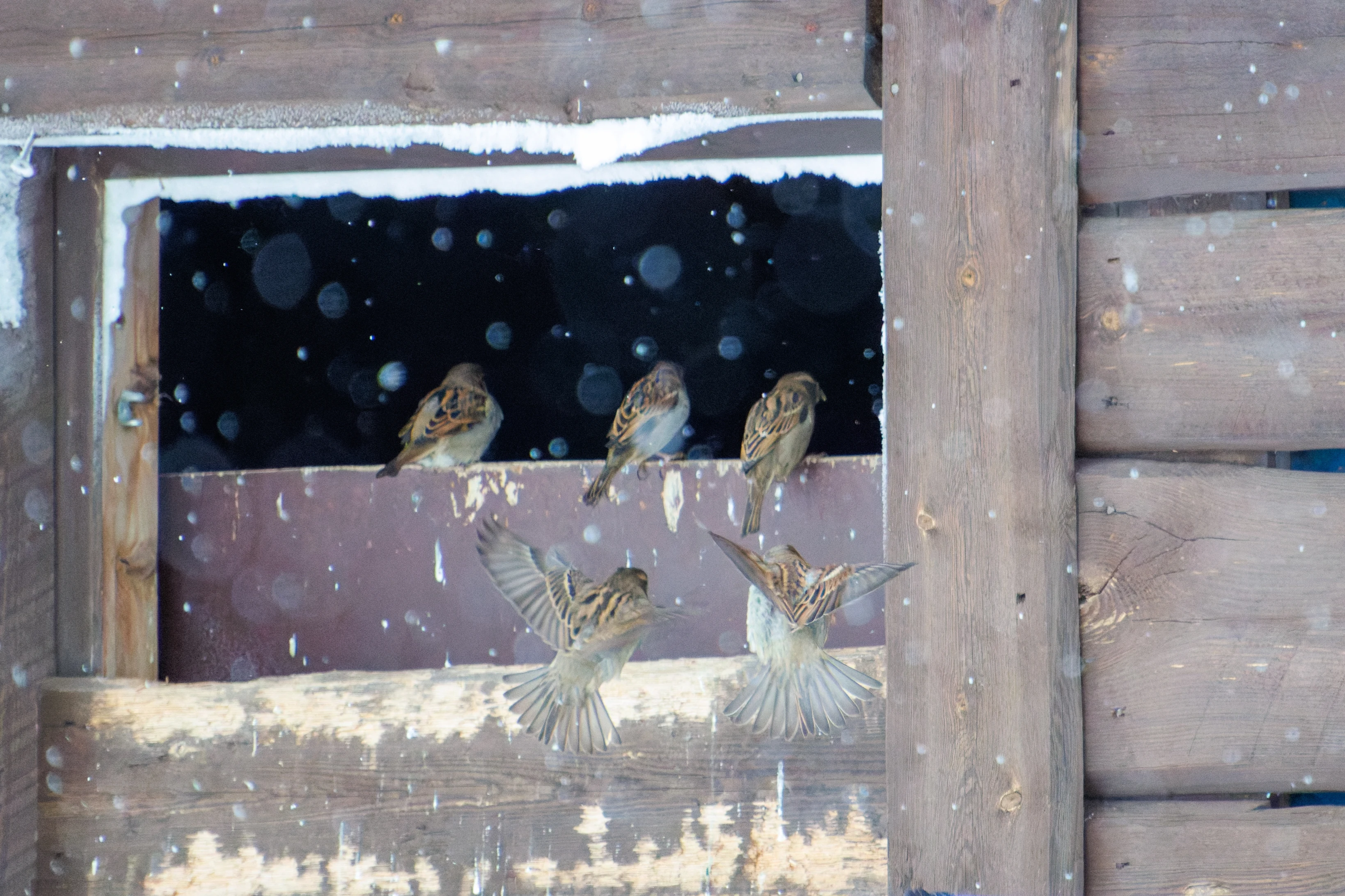 Eurasian Tree Sparrows, Ÿllas, Finland — photo by Orlando Prugel-Bennett
