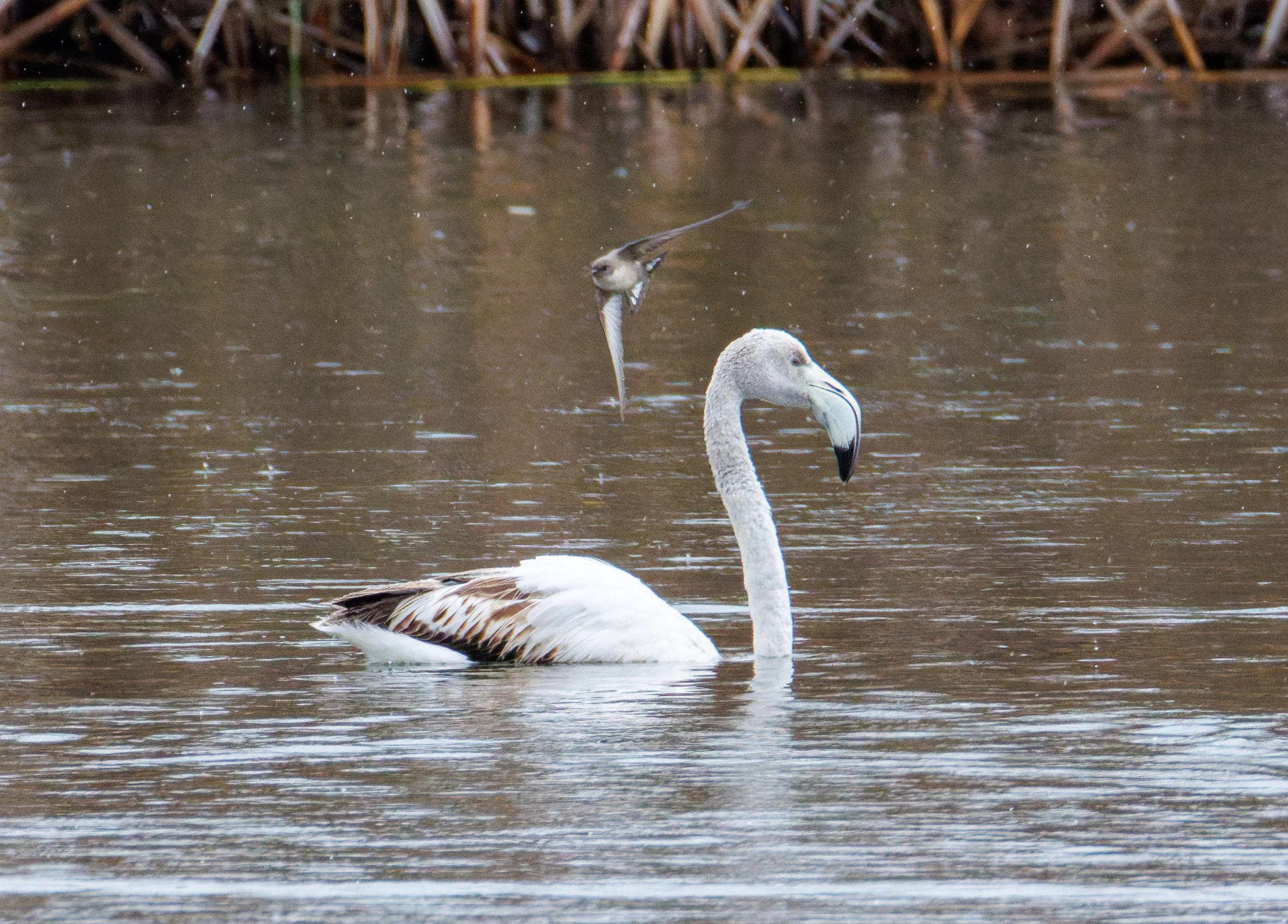 Greater Flamingo and Crag Martin, Clot de Galvany, Alicante, Spain — photo by Orlando Prugel-Bennett