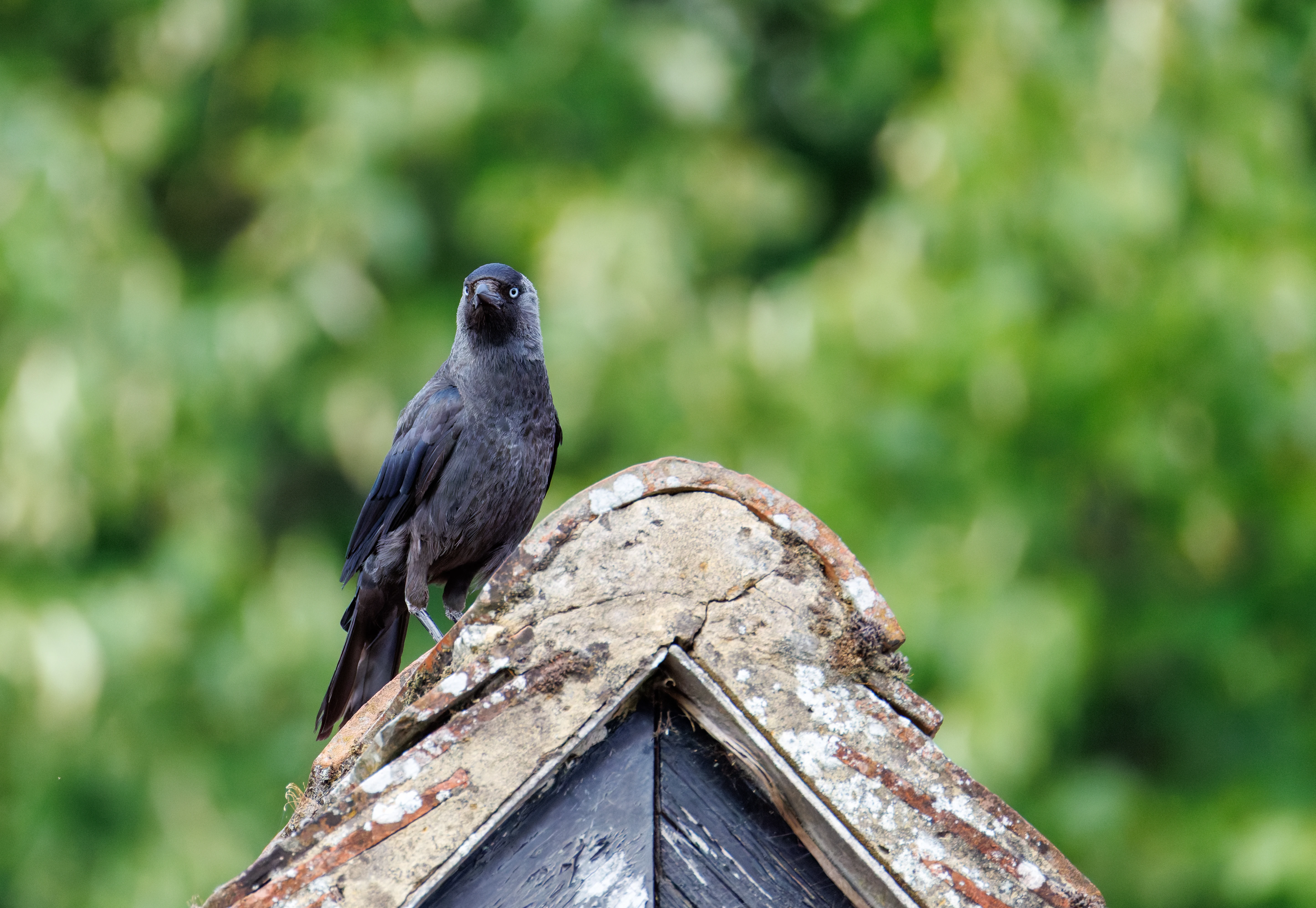 Western Jackdaw, Eling, Hampshire, UK — photo by Orlando Prugel-Bennett