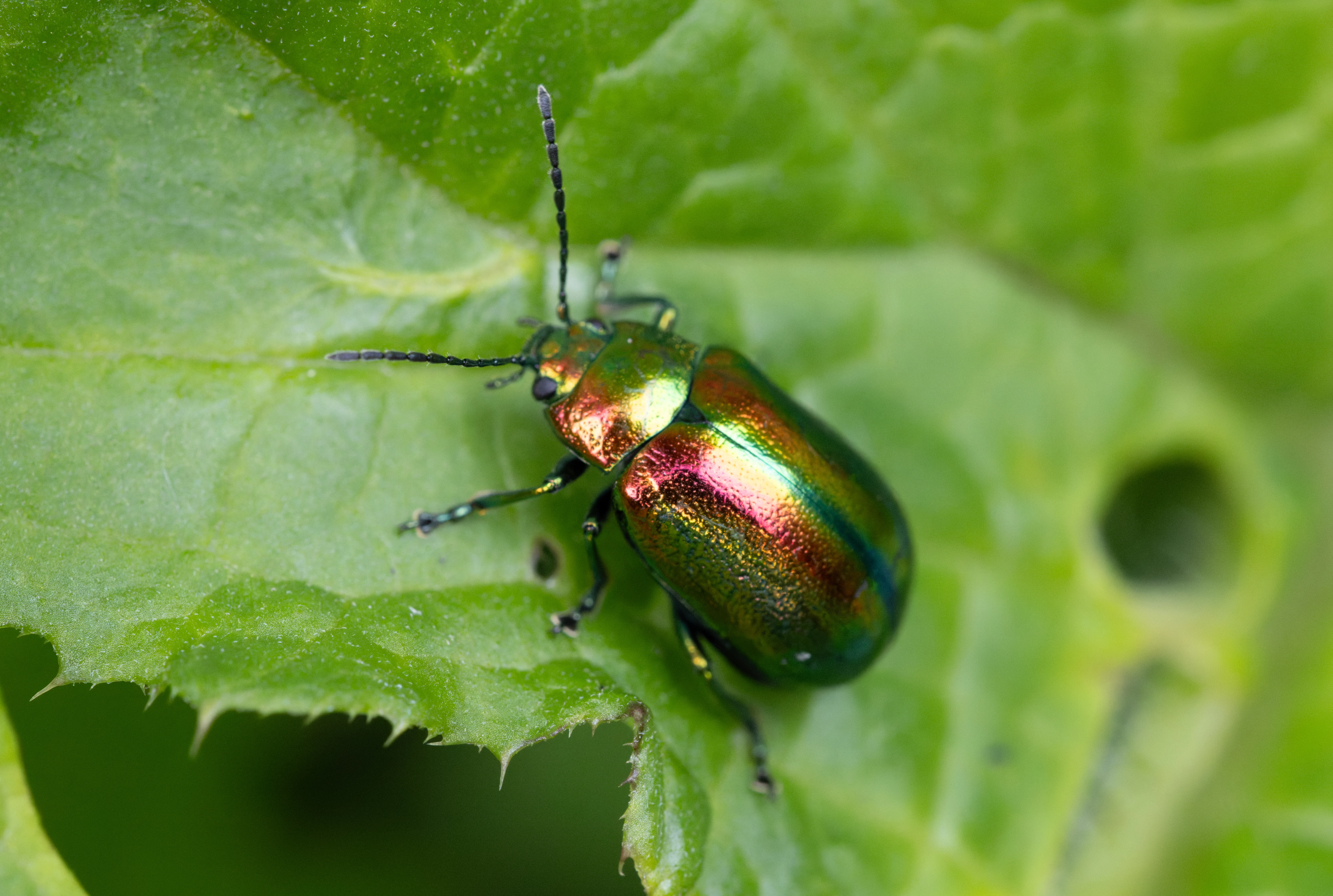 Leaf Beetle, Transylvania, Romania — photo by Orlando Prugel-Bennett