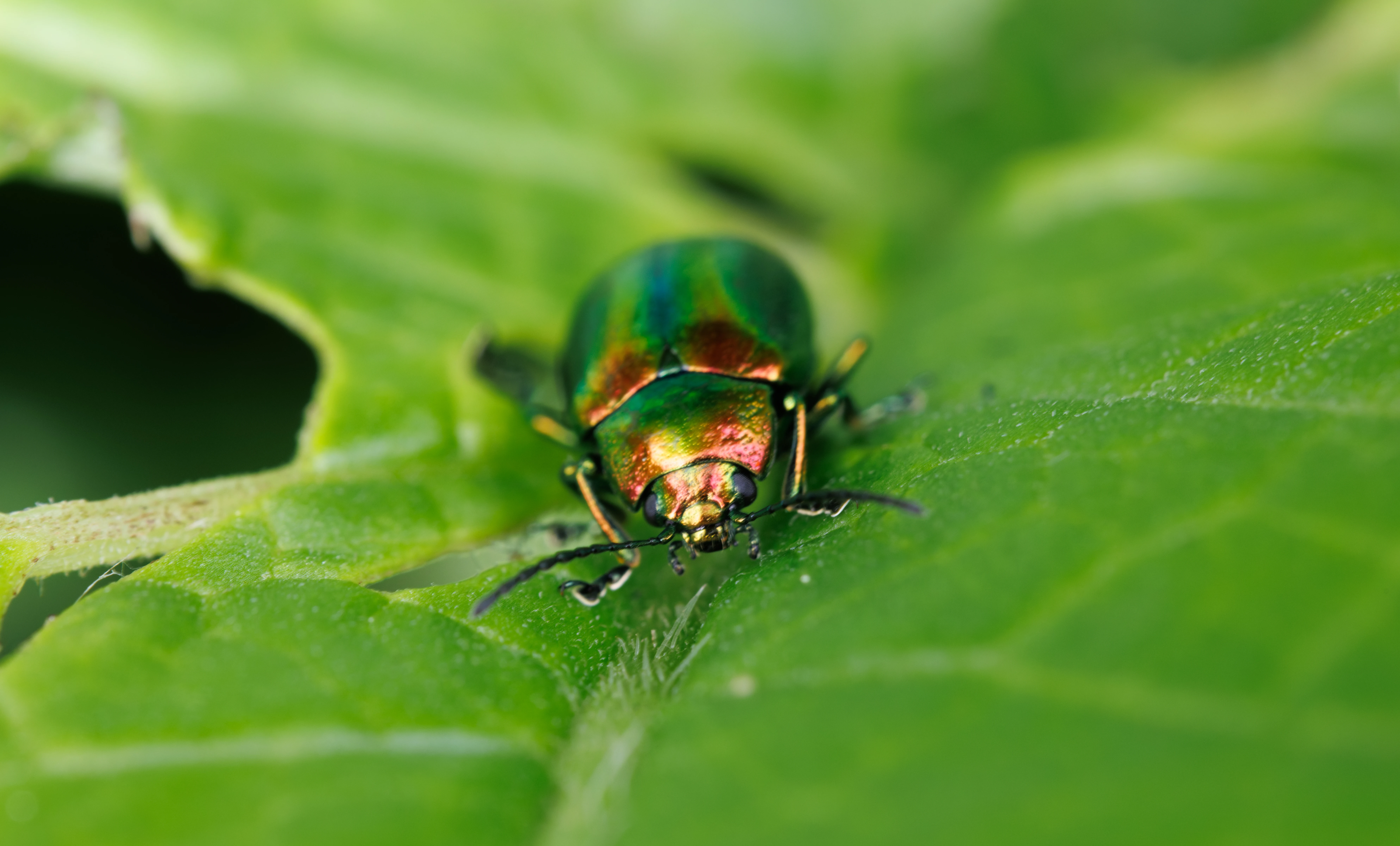 Leaf Beetle, Transylvania, Romania — photo by Orlando Prugel-Bennett