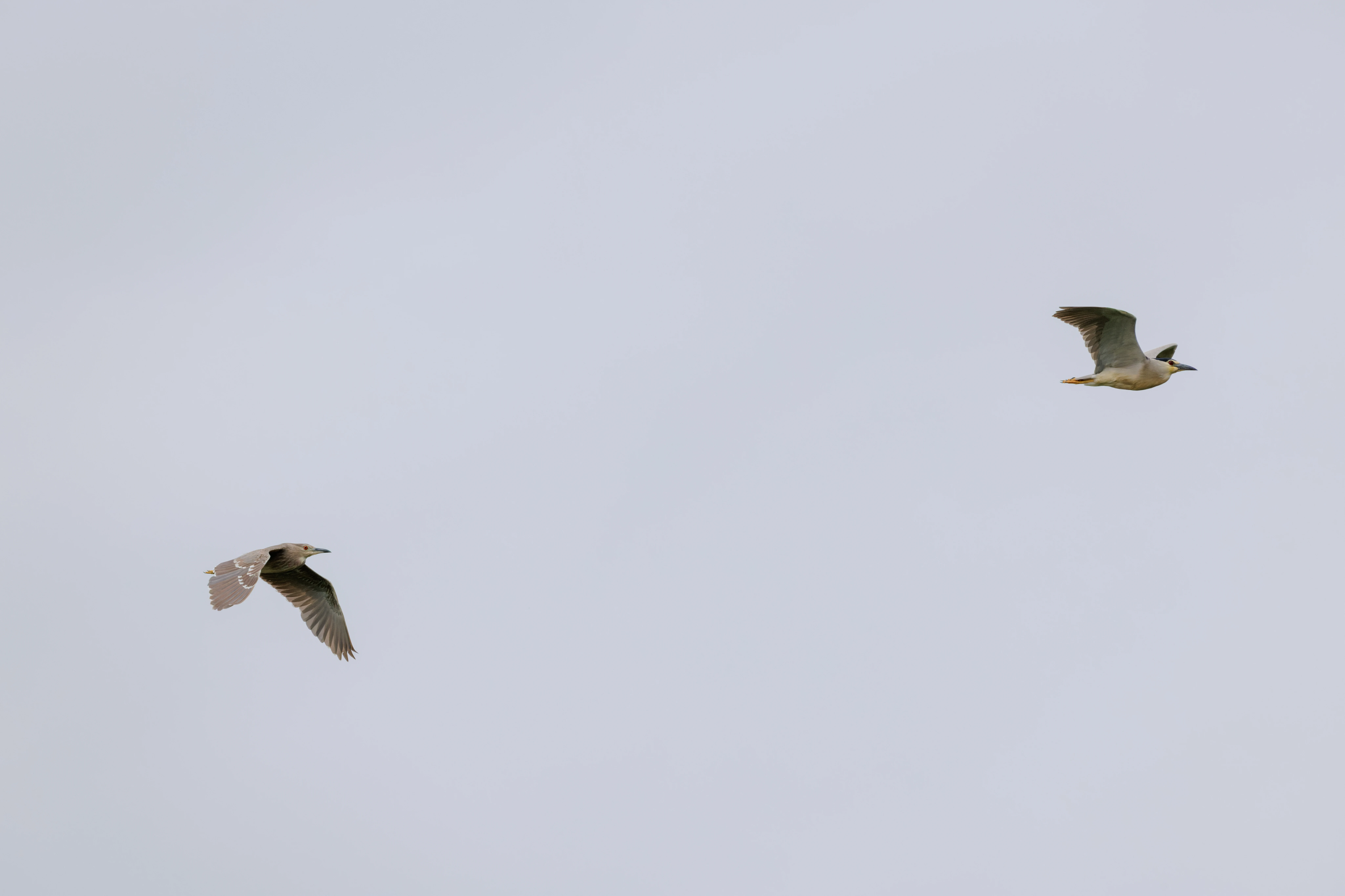 Night Herons in flight, Danube Delta, Romania — photo by Orlando Prugel-Bennett