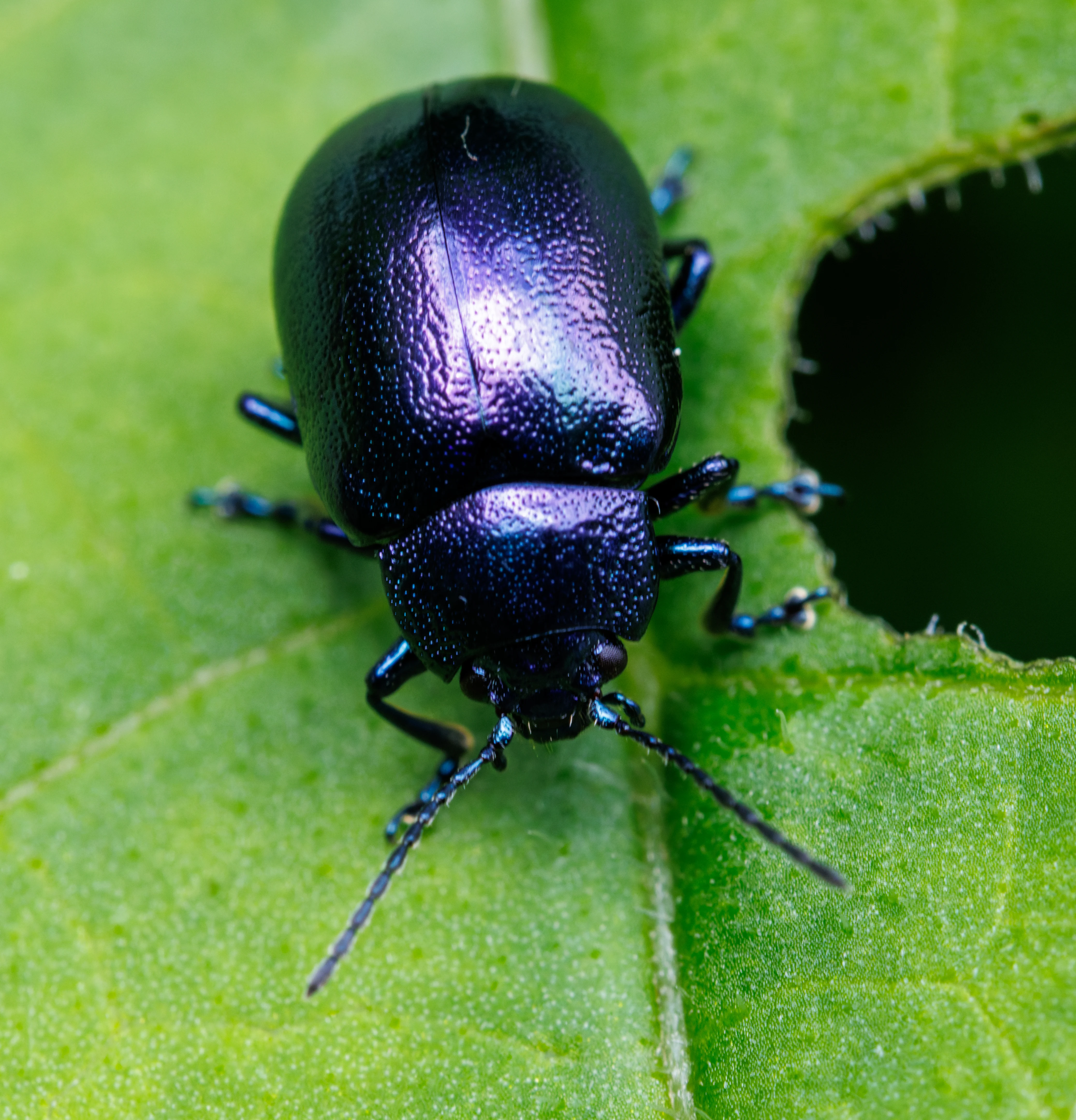 Leaf beetle, Transylvania, Romania — photo by Orlando Prugel-Bennett