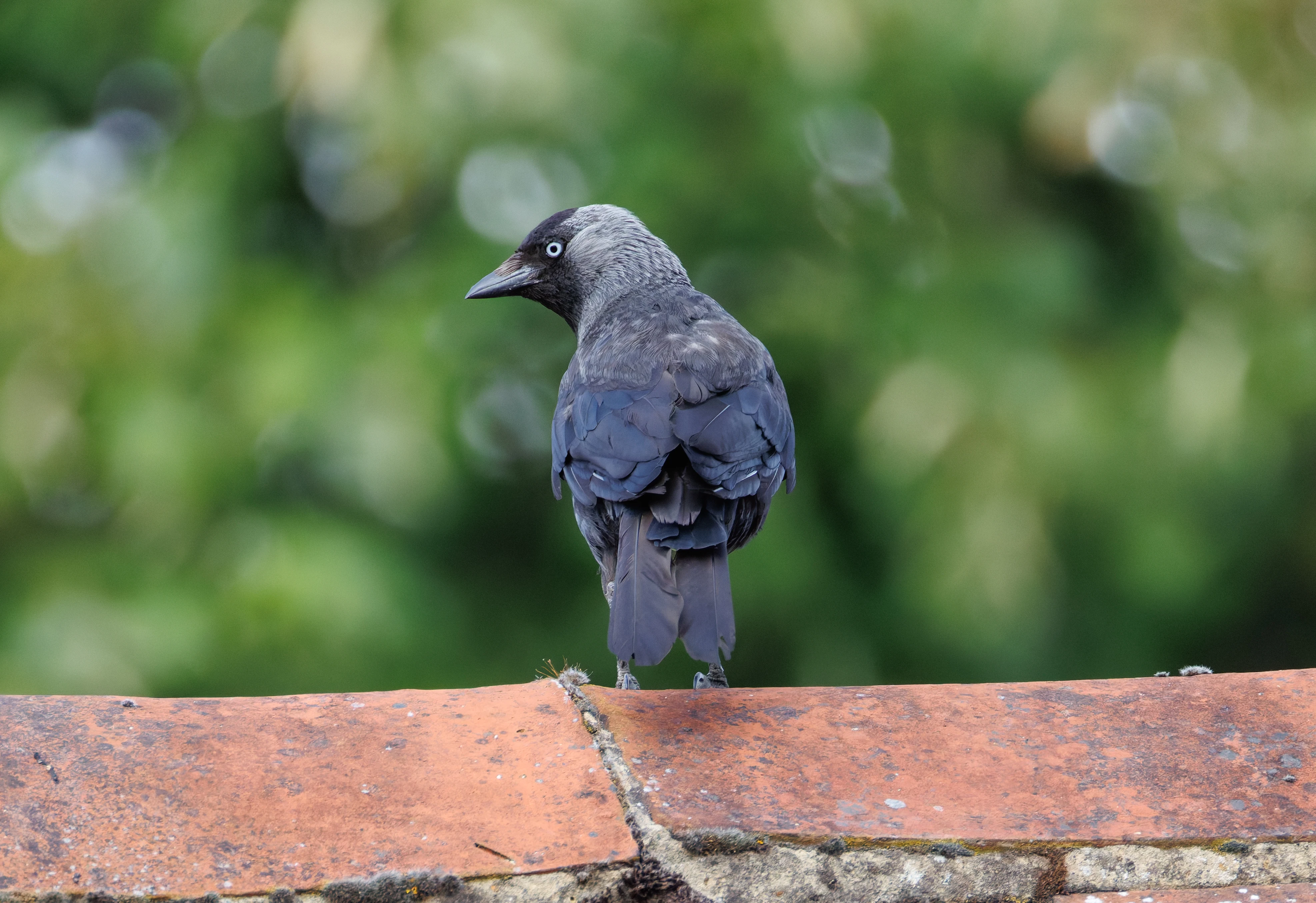 Western Jackdaw, Eling, Hampshire, UK — photo by Orlando Prugel-Bennett
