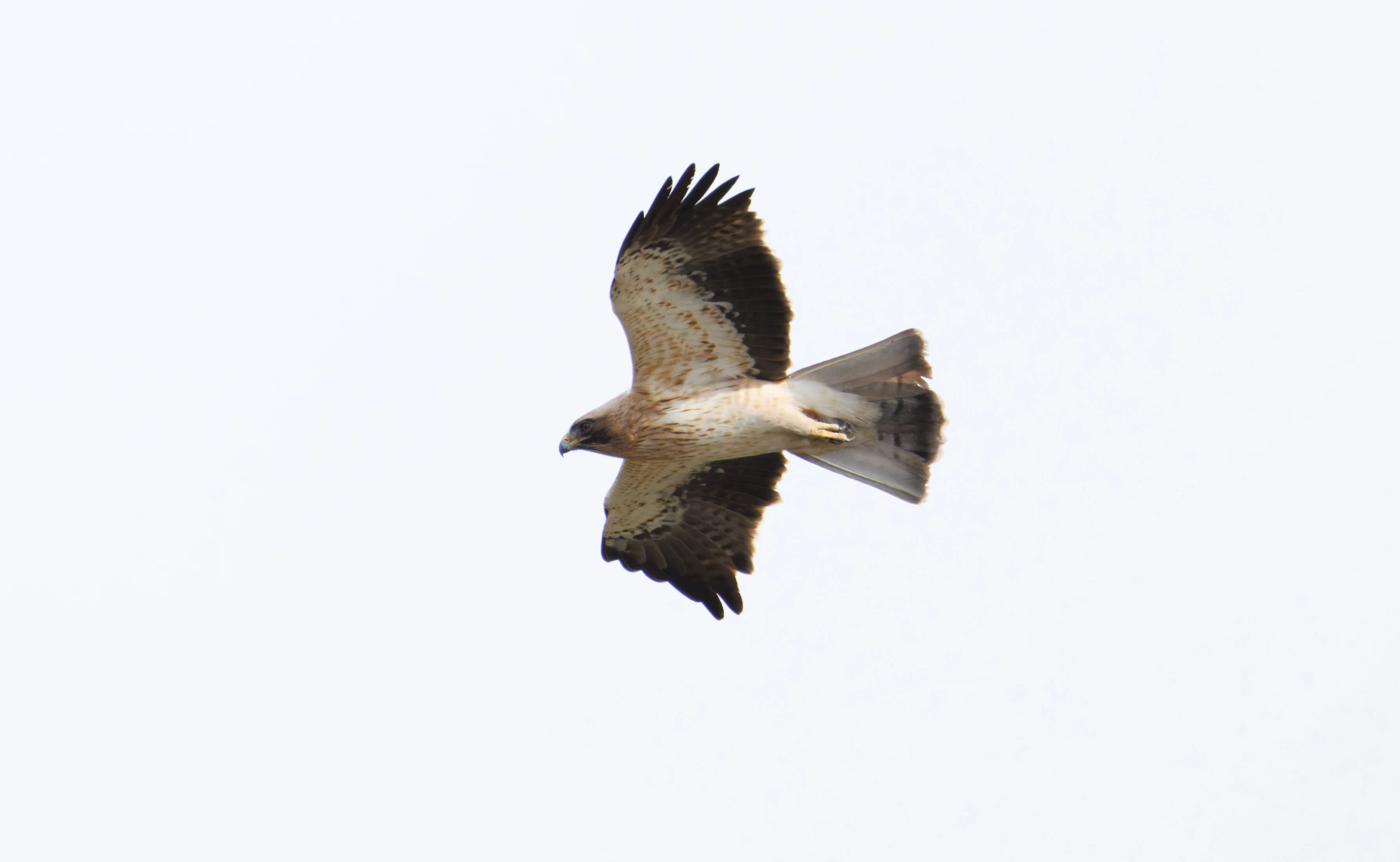 Booted Eagle, El Hondo, Spain — photo by Orlando Prugel-Bennett