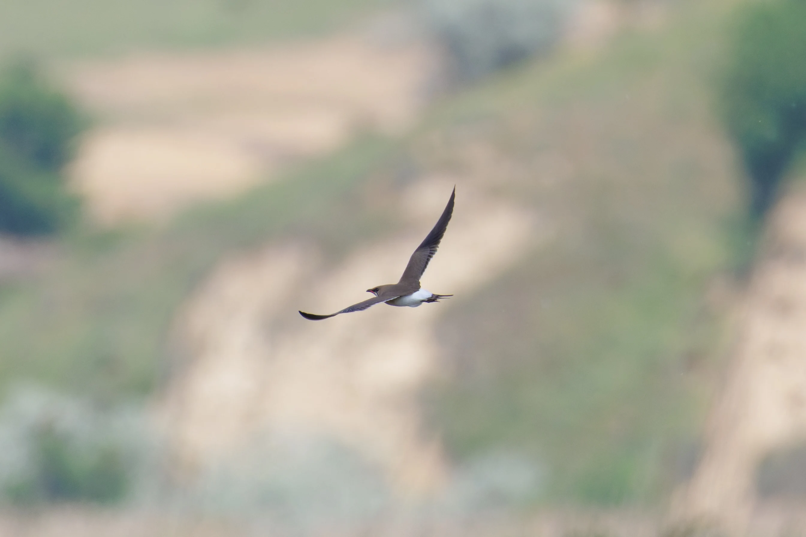 Collared Pratincole in flight, Romania — photo by Orlando Prugel-Bennett