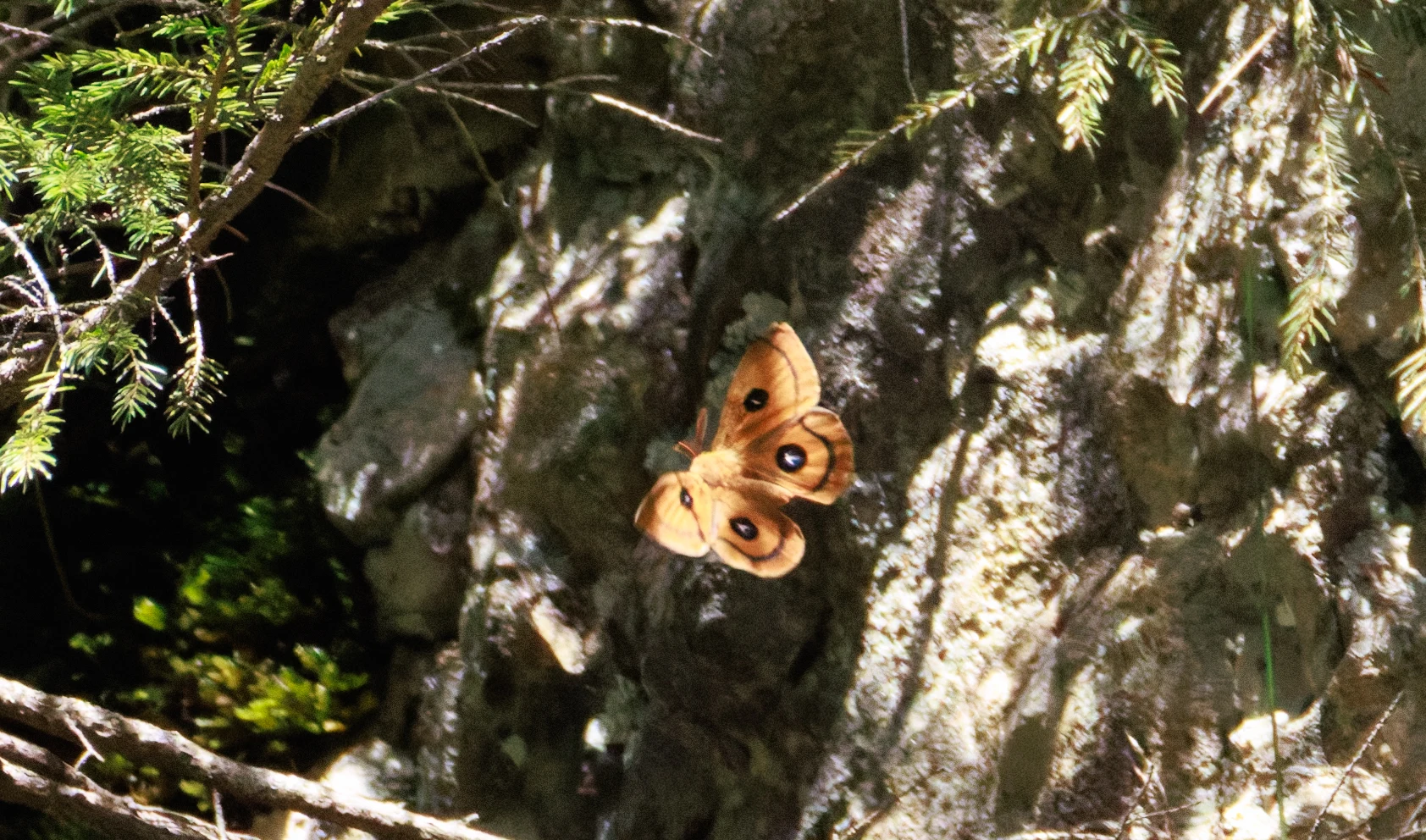 Tau emperor moth, Transylvania, Romania — photo by Orlando Prugel-Bennett