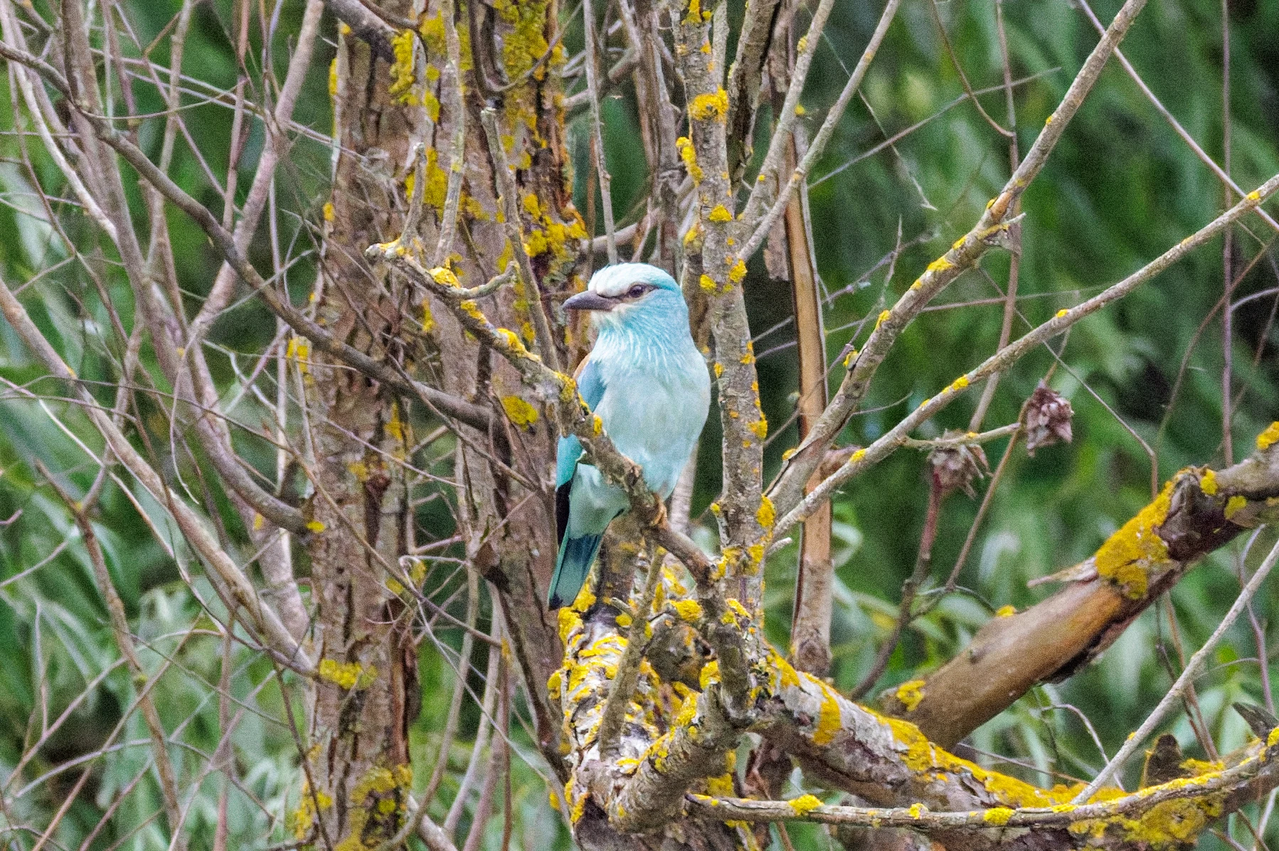 European Roller, Danube Delta, Romania — photo by Orlando Prugel-Bennett