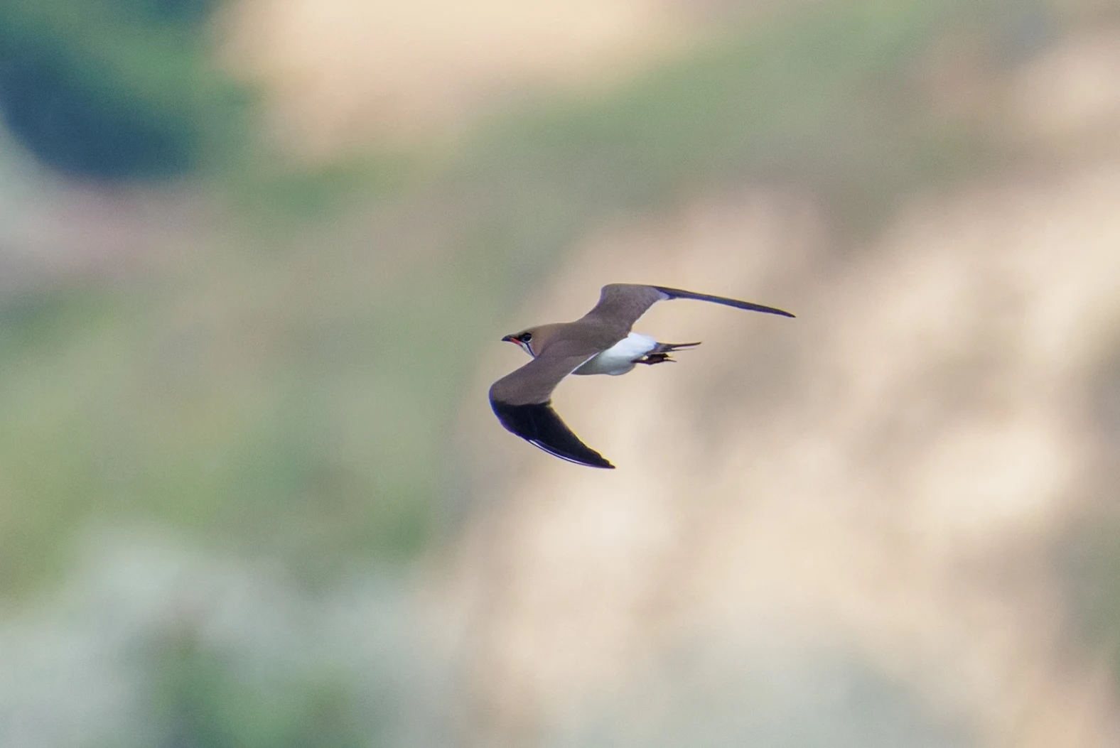 collared pratincole, Romania — photo by Orlando Prugel-Bennett