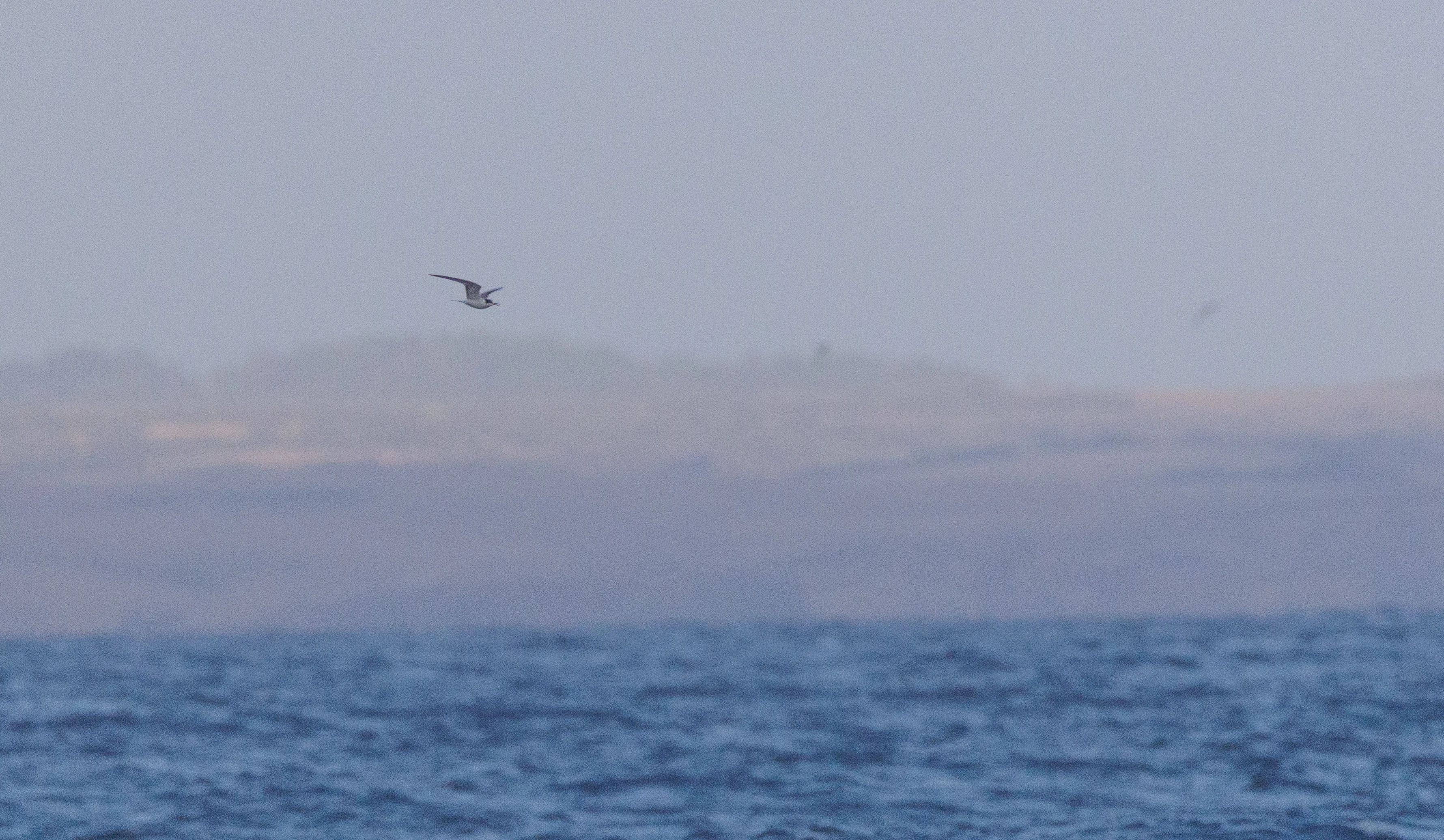 Manx Shearwater, Cornwall, UK — photo by Orlando Prugel-Bennett