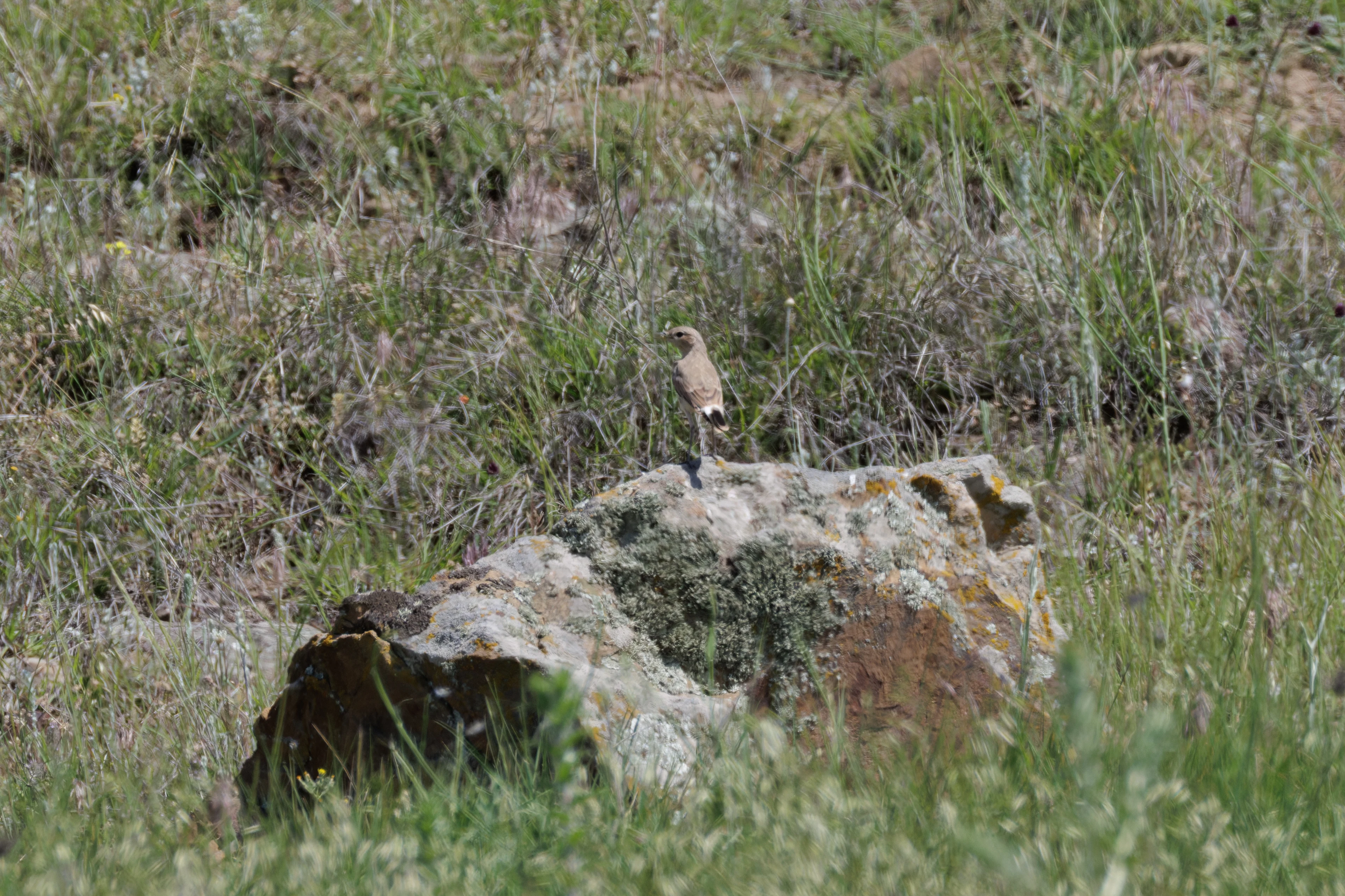 Isabelline Wheatear, Romanian Steppe, Romania — photo by Orlando Prugel-Bennett