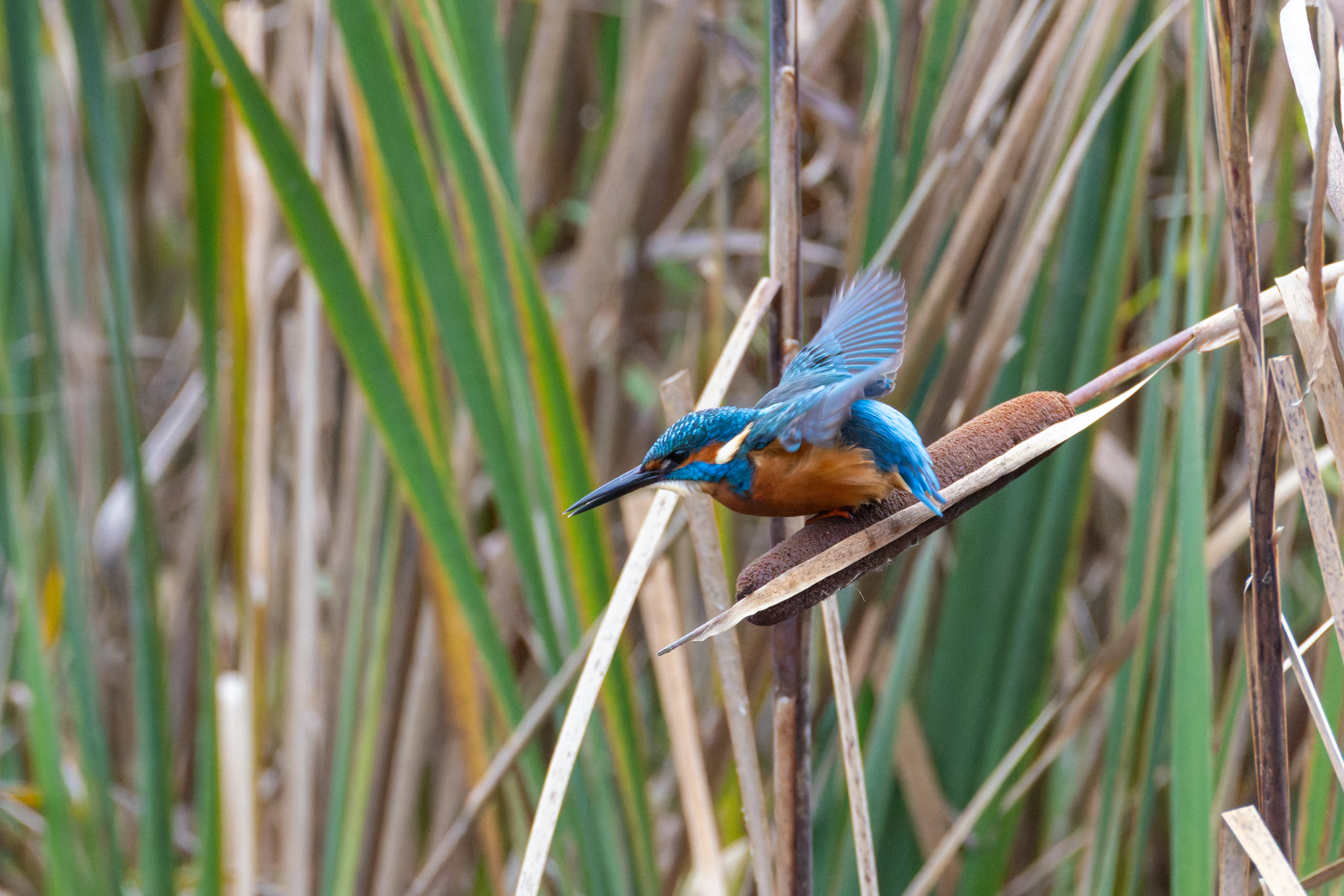 Common Kingfisher, Blashford Lakes, Hampshire, UK — photo by Orlando Prugel-Bennett