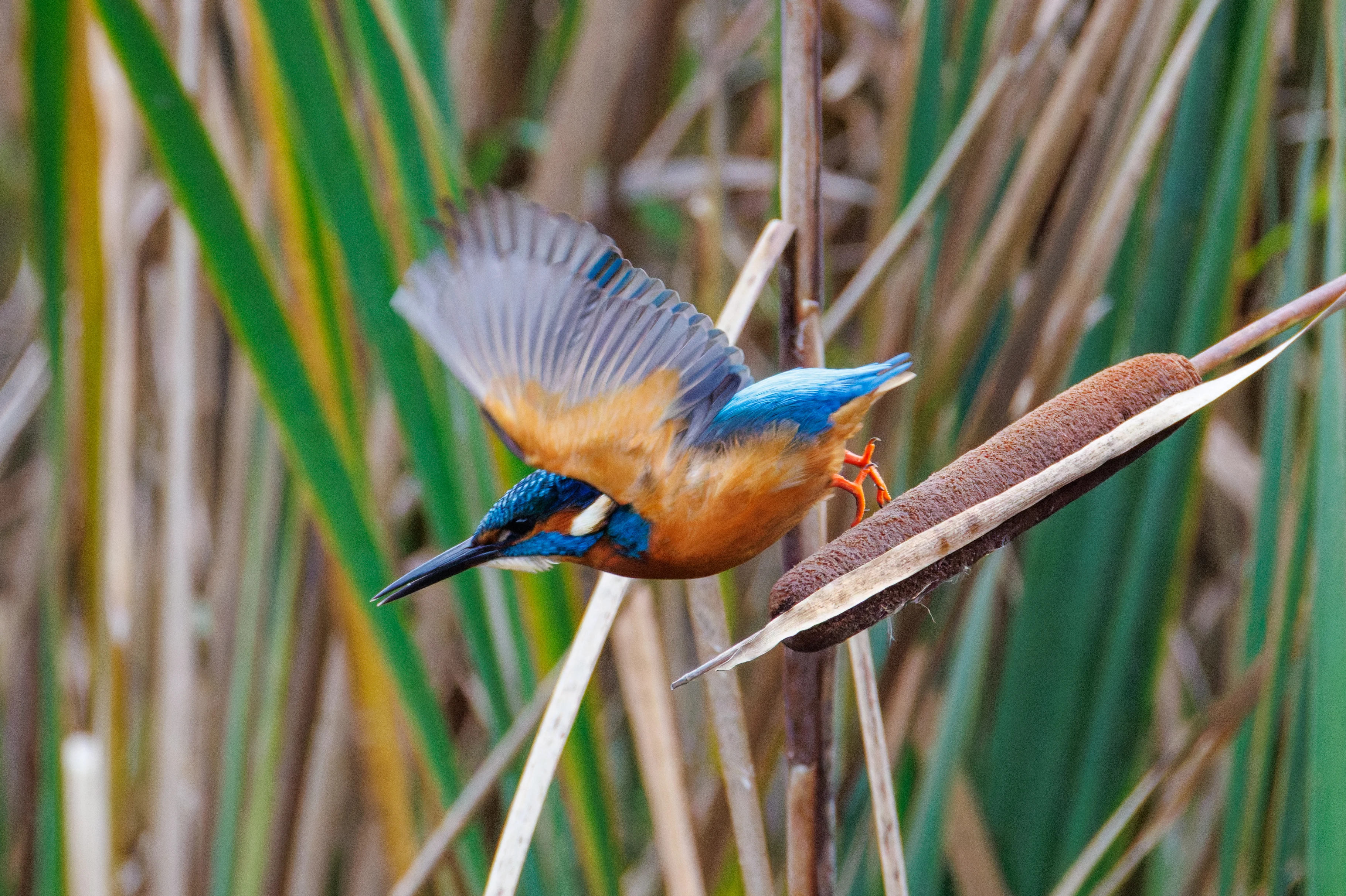 Common Kingfisher, Blashford Lakes, Hampshire, UK — photo by Orlando Prugel-Bennett