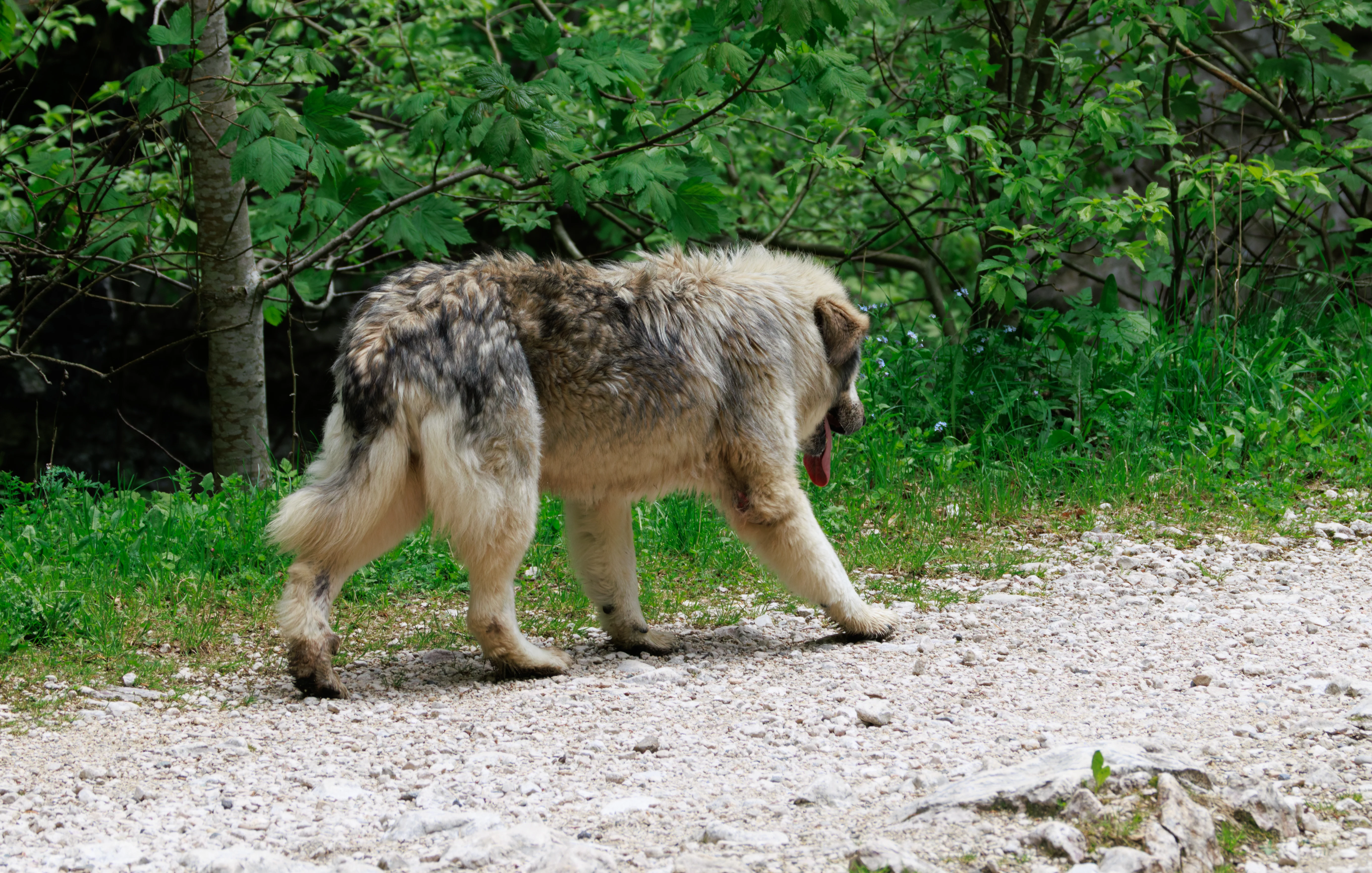 Random Doggo, Transylvania, Romania — photo by Orlando Prugel-Bennett