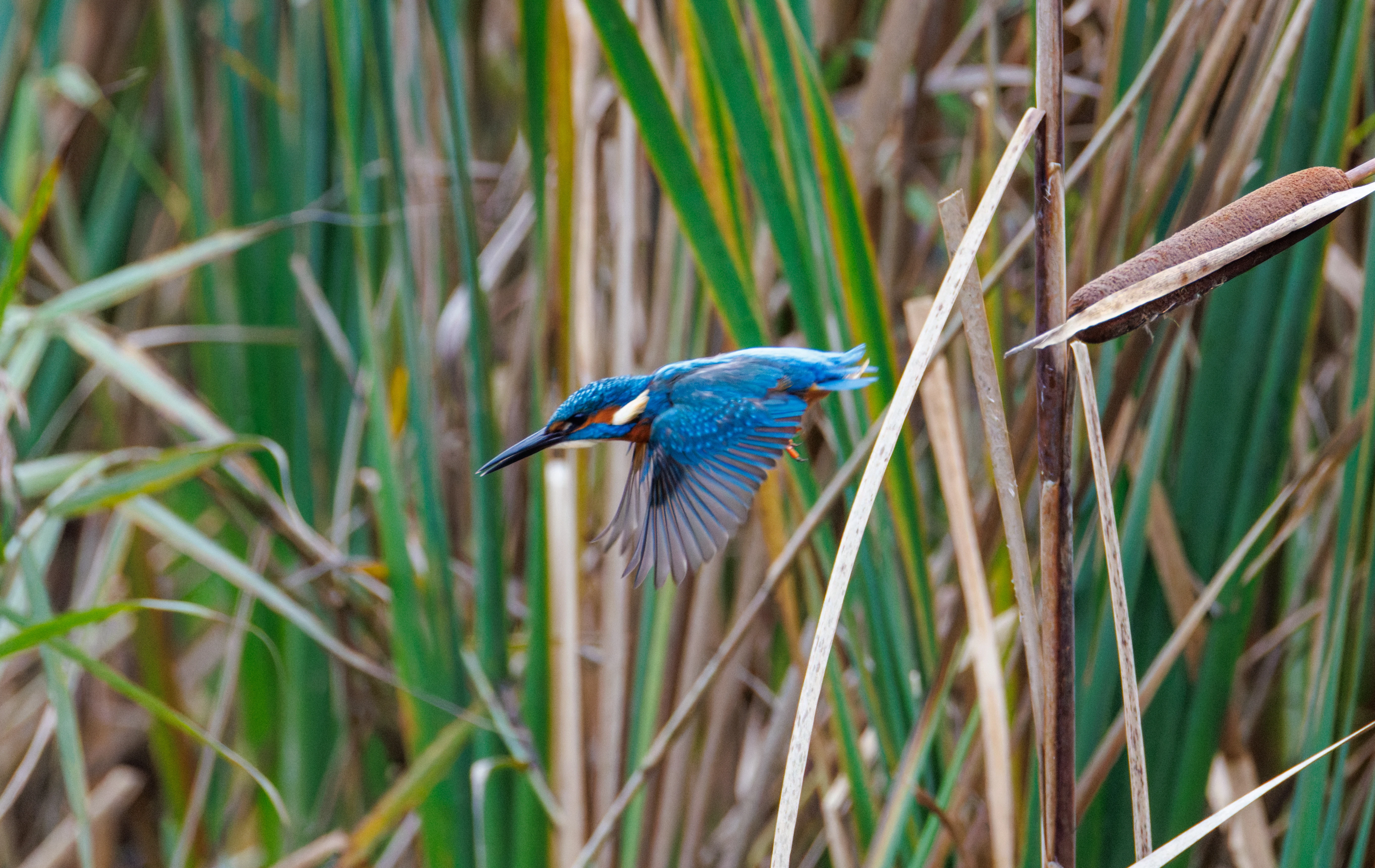 Common Kingfisher, Blashford Lakes, Hampshire, UK — photo by Orlando Prugel-Bennett