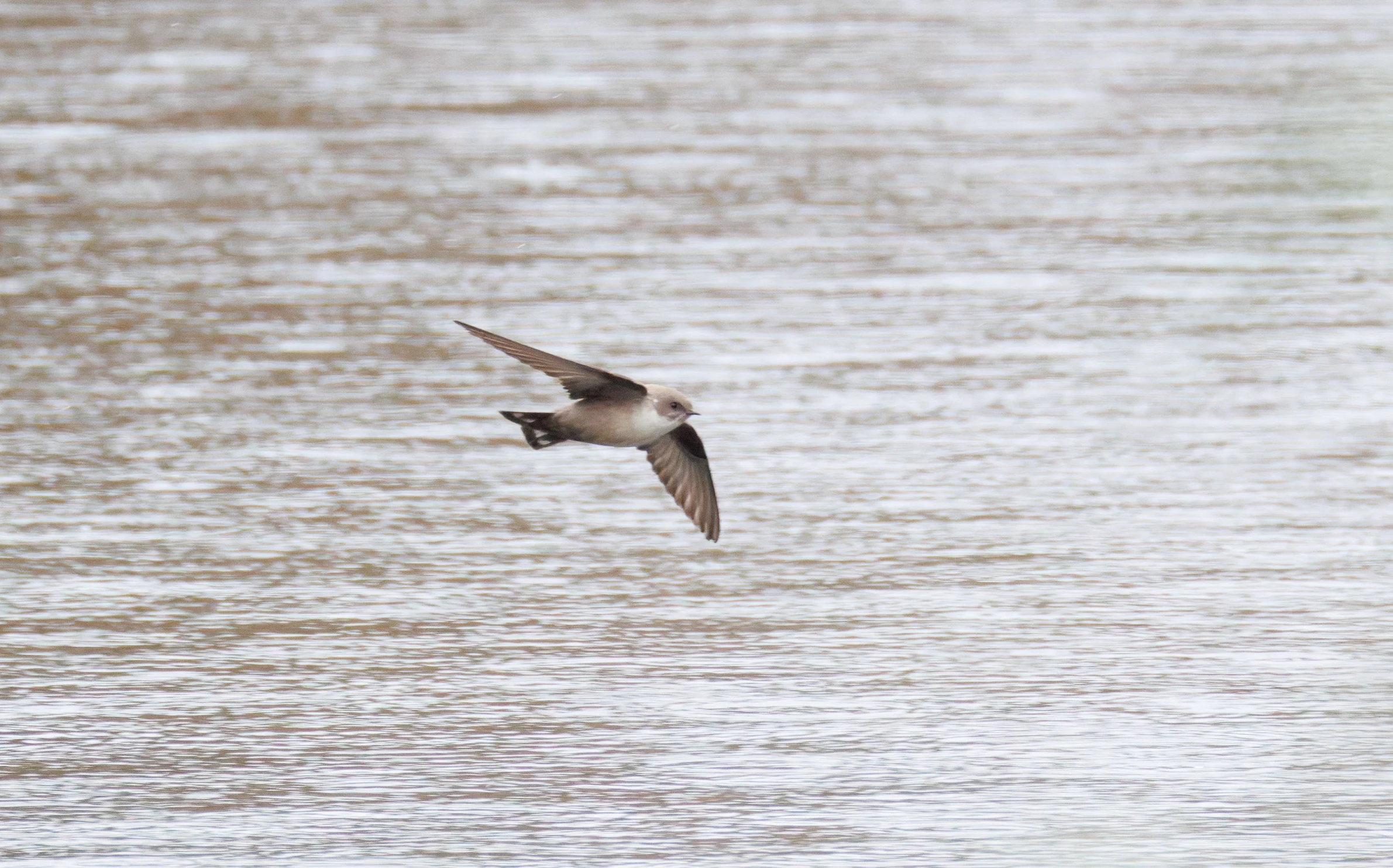 Crag Martin, Clot de Galvany, Alicante, Spain — photo by Orlando Prugel-Bennett