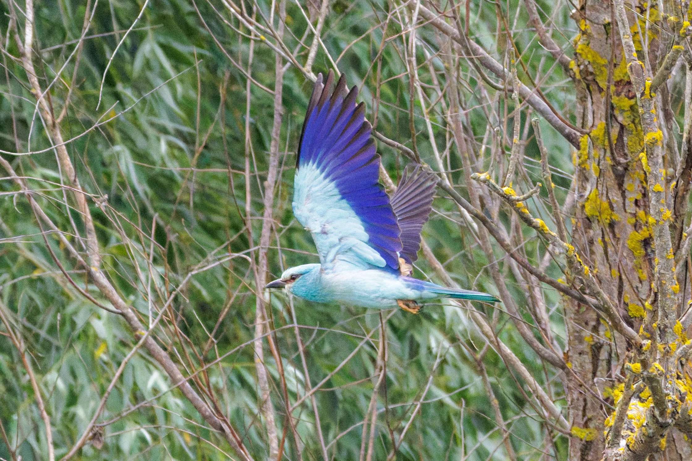 European Roller in flight, Danube Delta, Romania — photo by Orlando Prugel-Bennett