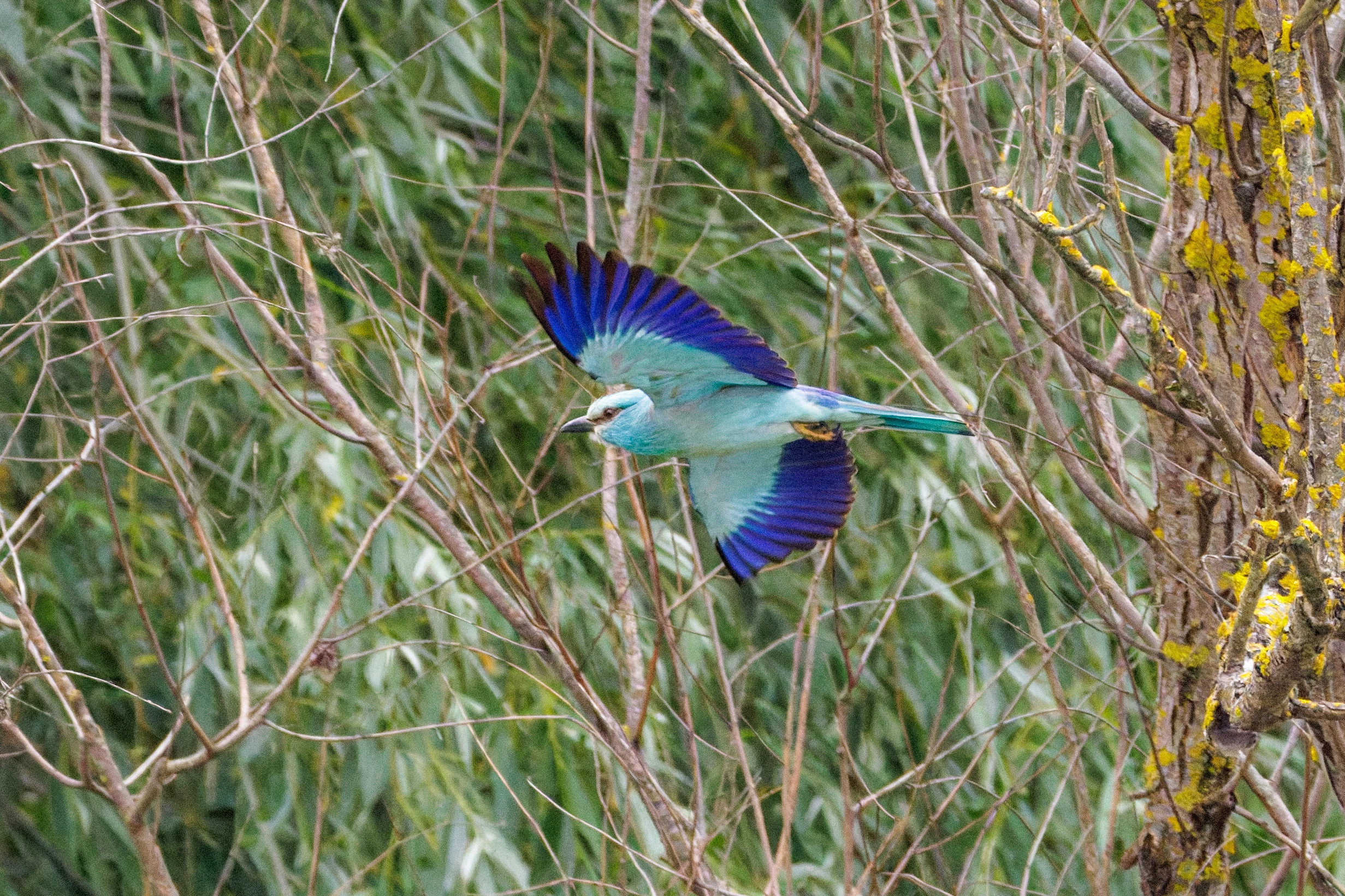 European Roller in flight, Danube Delta, Romania — photo by Orlando Prugel-Bennett