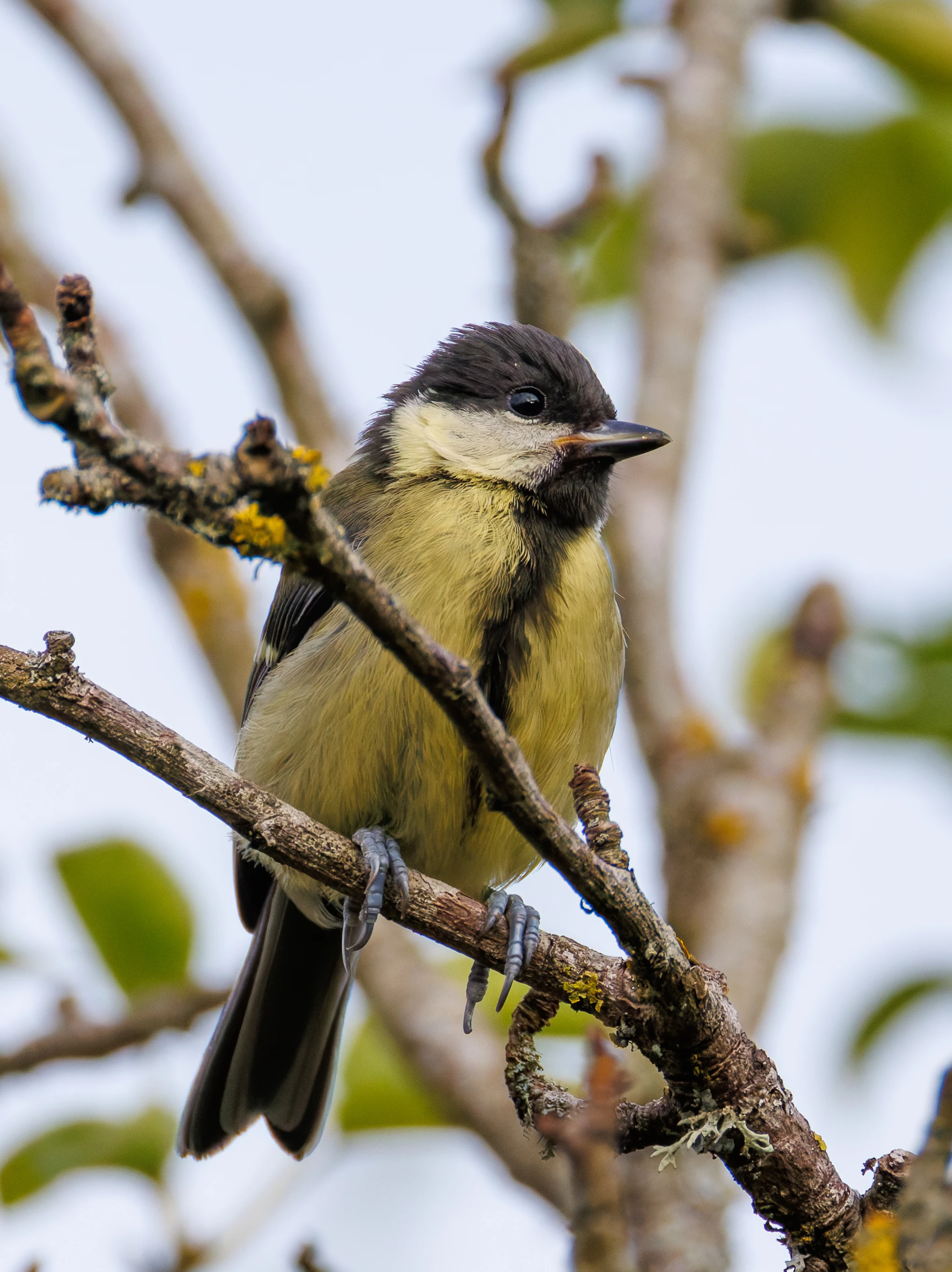 Great Tit, Eling, Hampshire, UK — photo by Orlando Prugel-Bennett