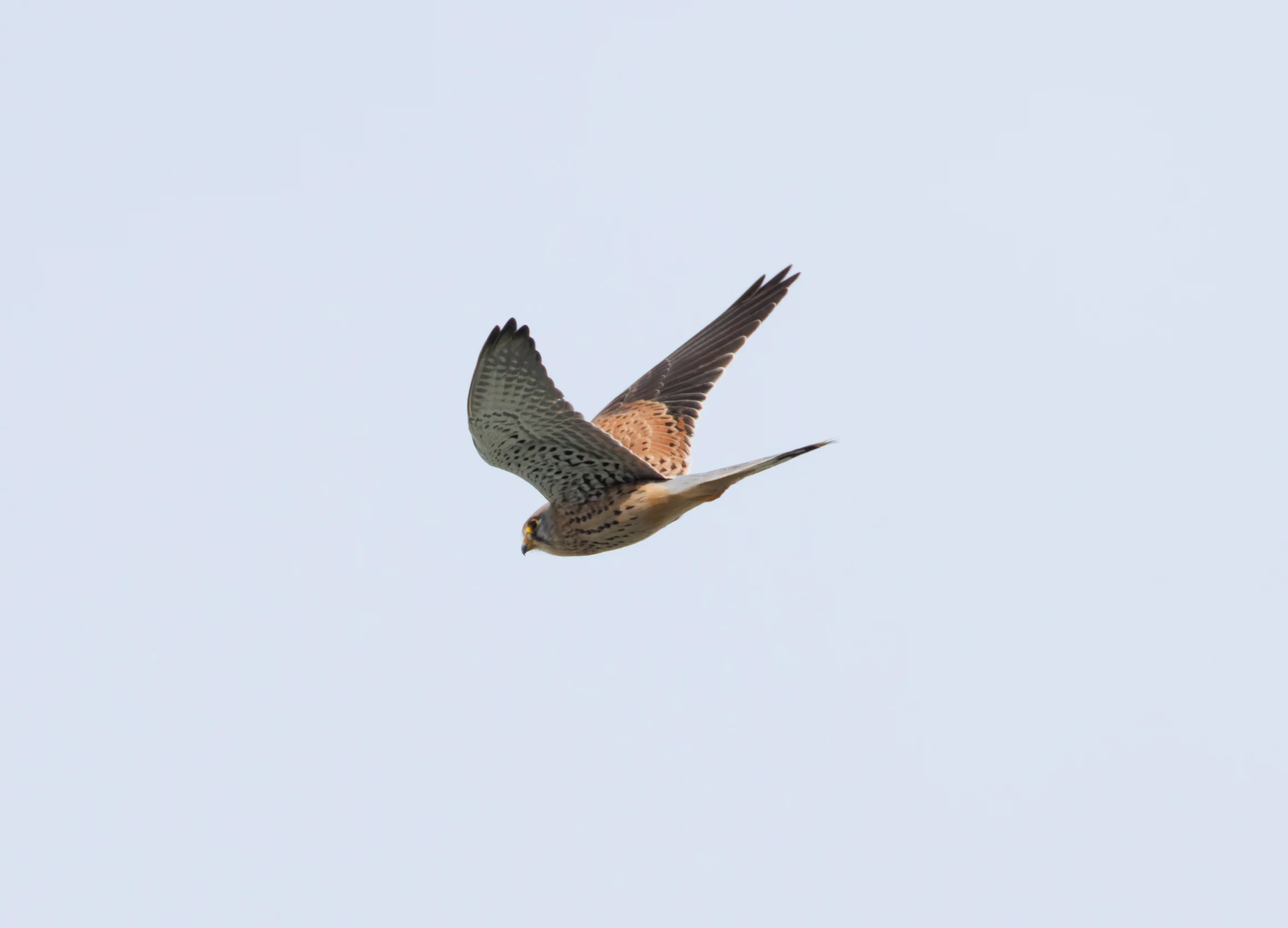 Common Kestrel, El Hondo, Spain — photo by Orlando Prugel-Bennett