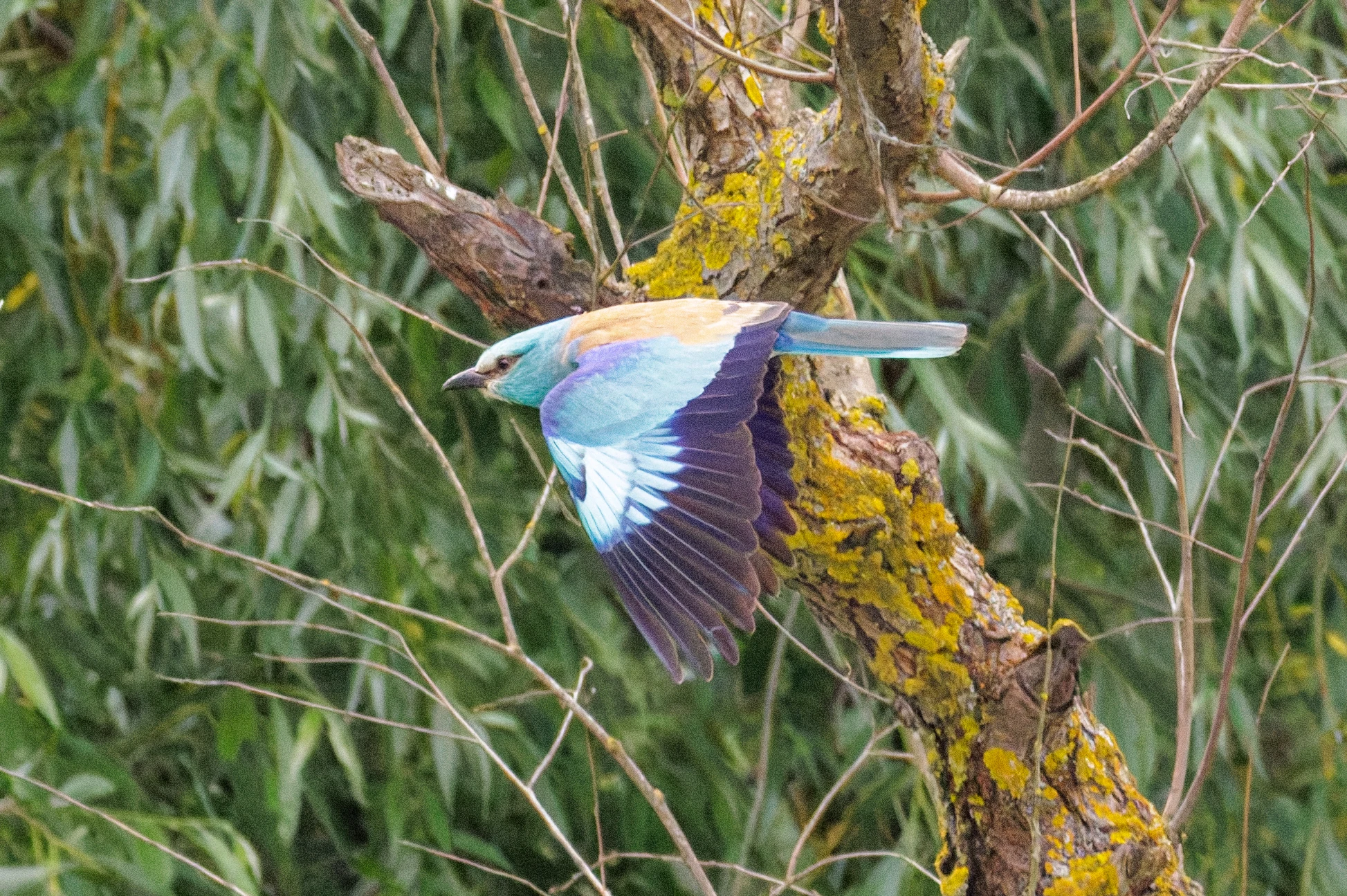 European Roller in flight, Danube Delta, Romania — photo by Orlando Prugel-Bennett