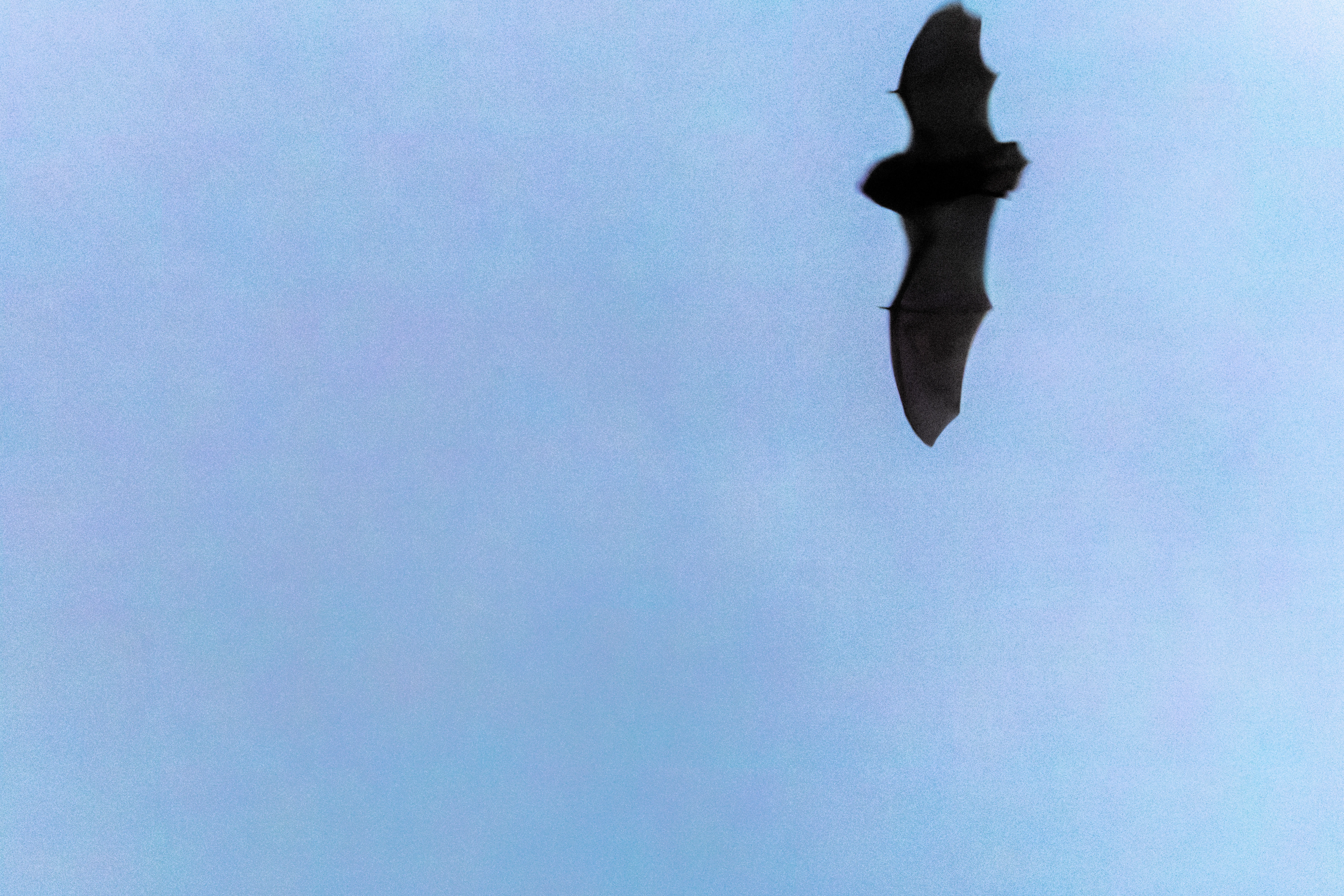 Bat, Acres Down, Hampshire, UK — photo by Orlando Prugel-Bennett