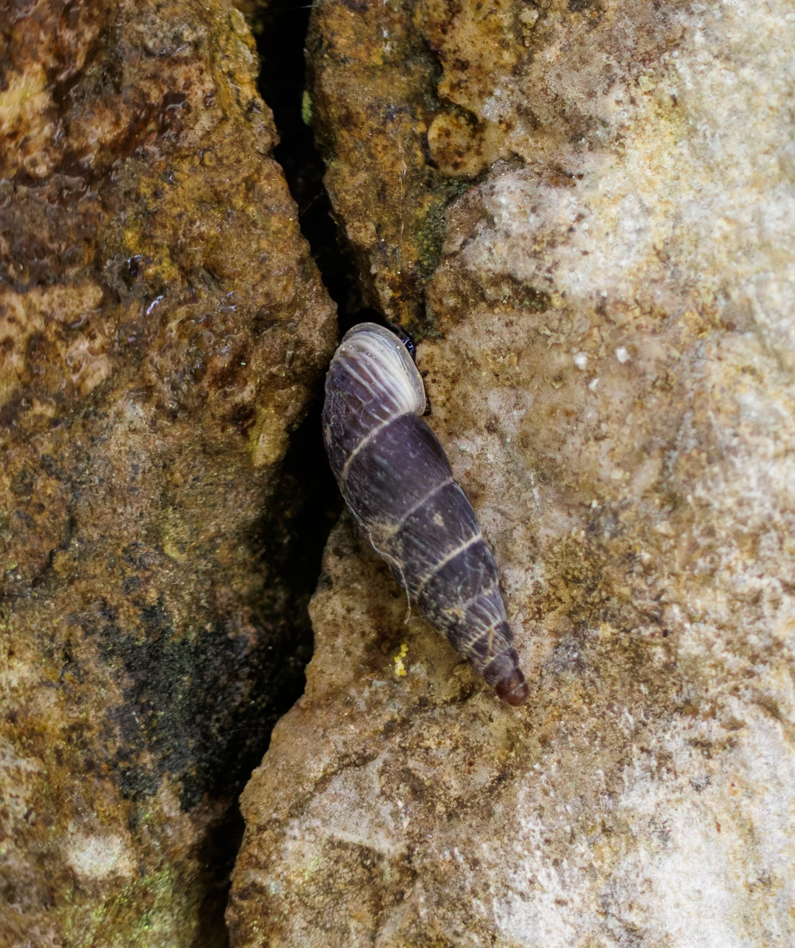 Clausiliidae land snail, Transylvania, Romania — photo by Orlando Prugel-Bennett