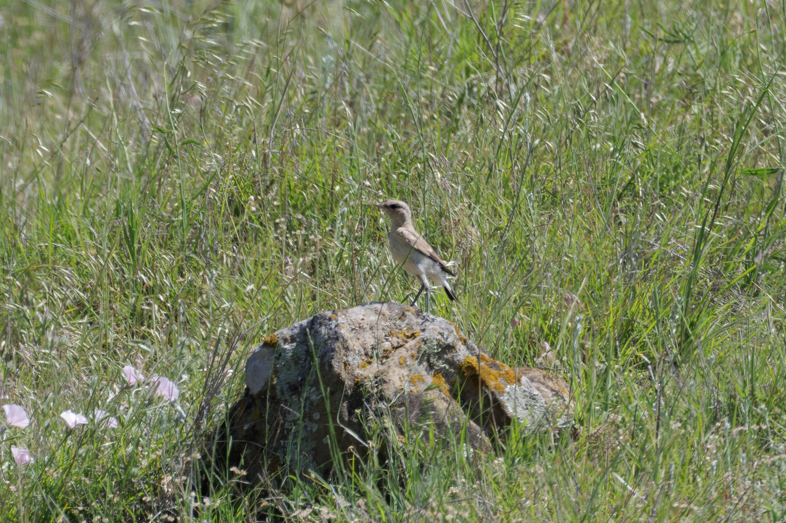 Isabelline Wheatear, Romanian Steppe, Romania — photo by Orlando Prugel-Bennett