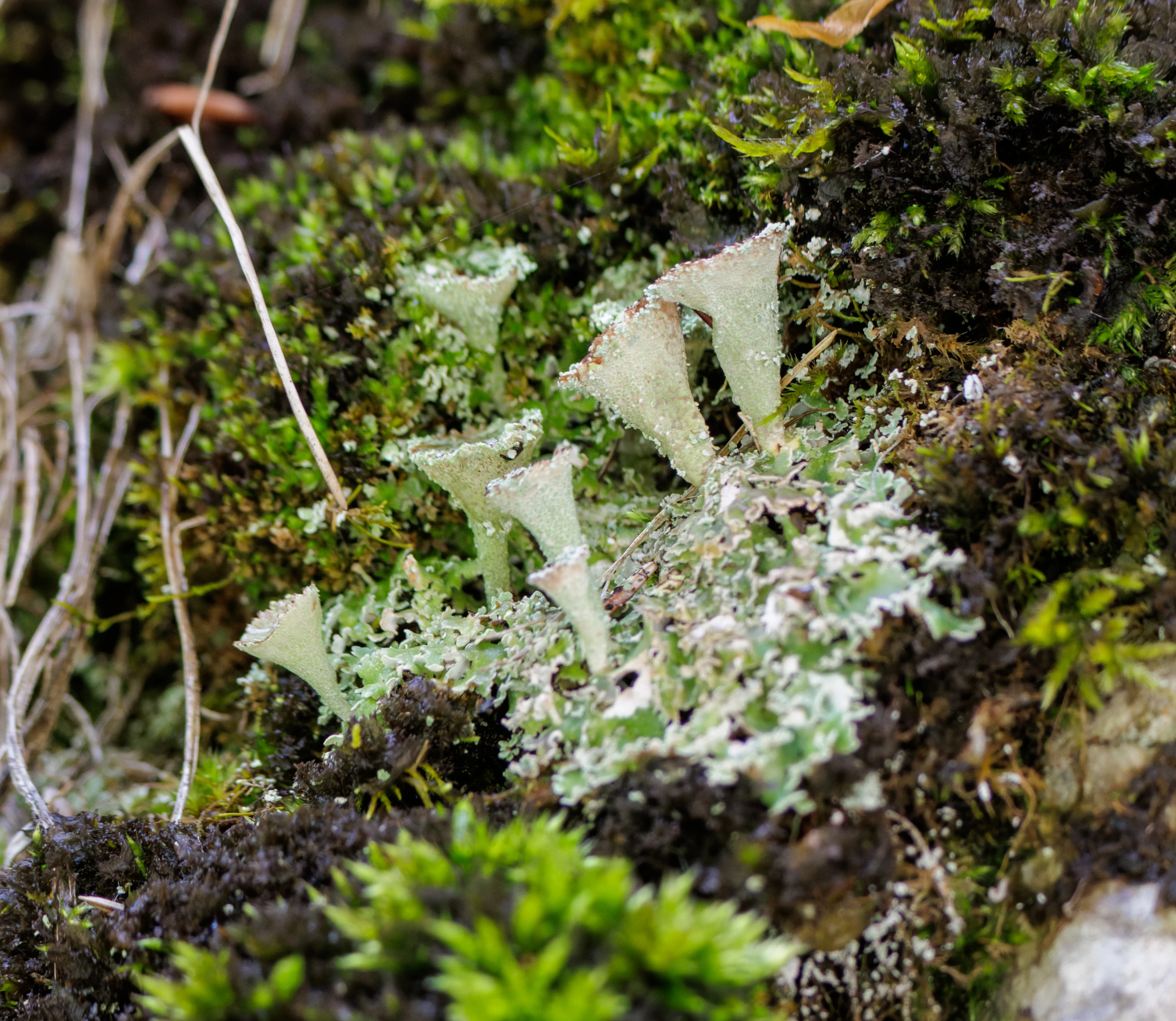 Cladonia lichen, Transylvania, Romania — photo by Orlando Prugel-Bennett