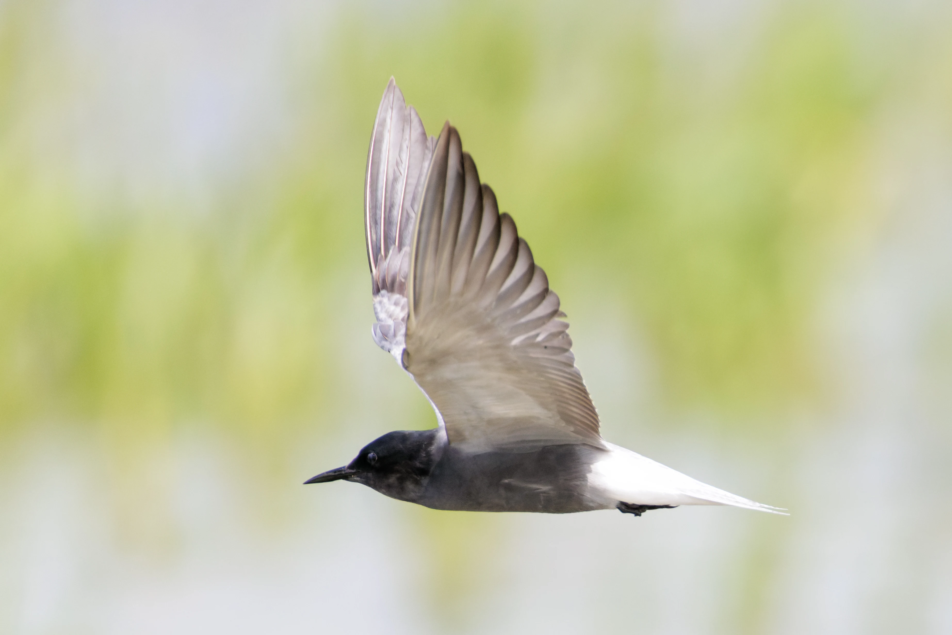Black Tern, Romania — photo by Orlando Prugel-Bennett