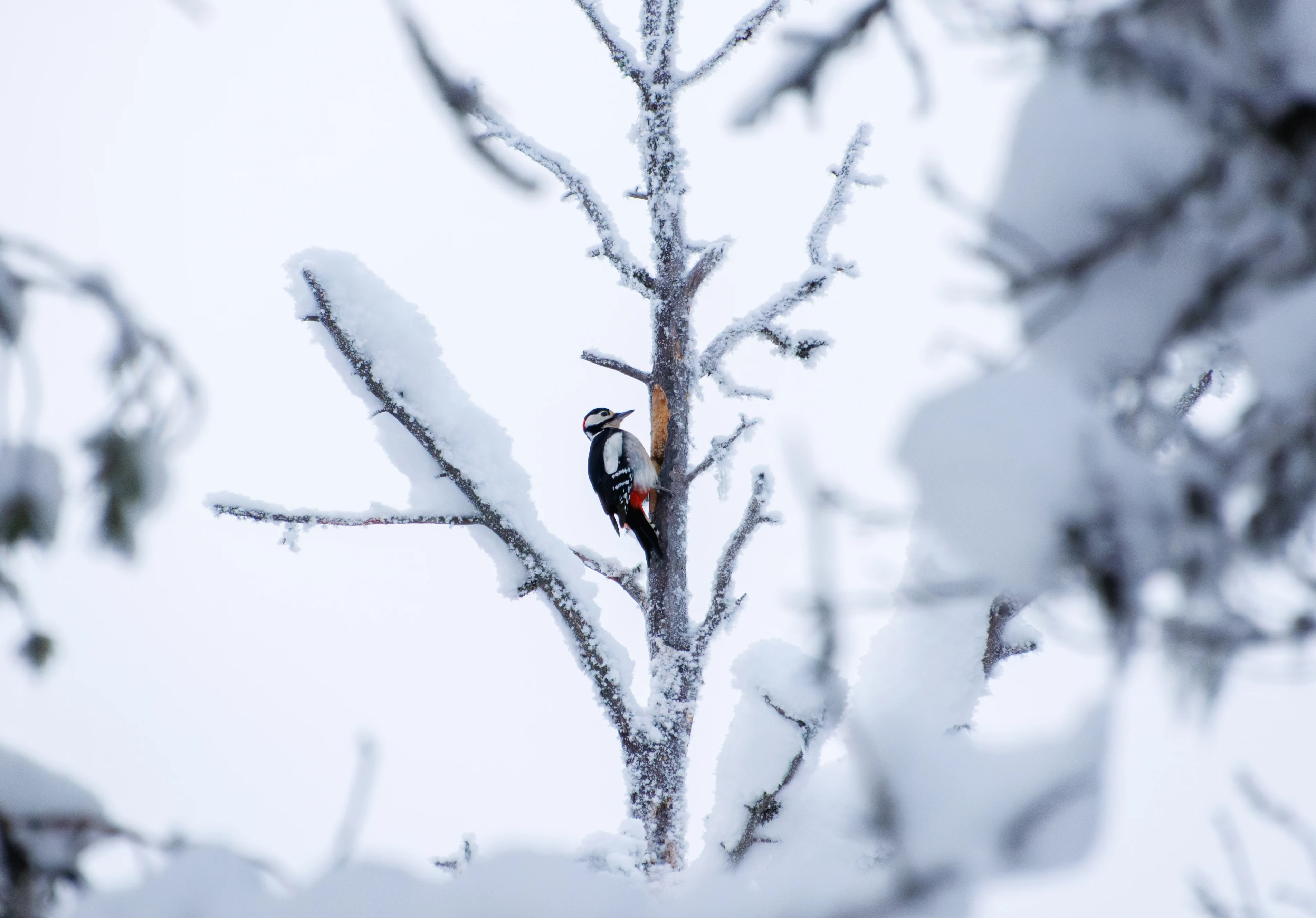 Great Spotted Woodpecker, Ÿllas, Finland — photo by Orlando Prugel-Bennett