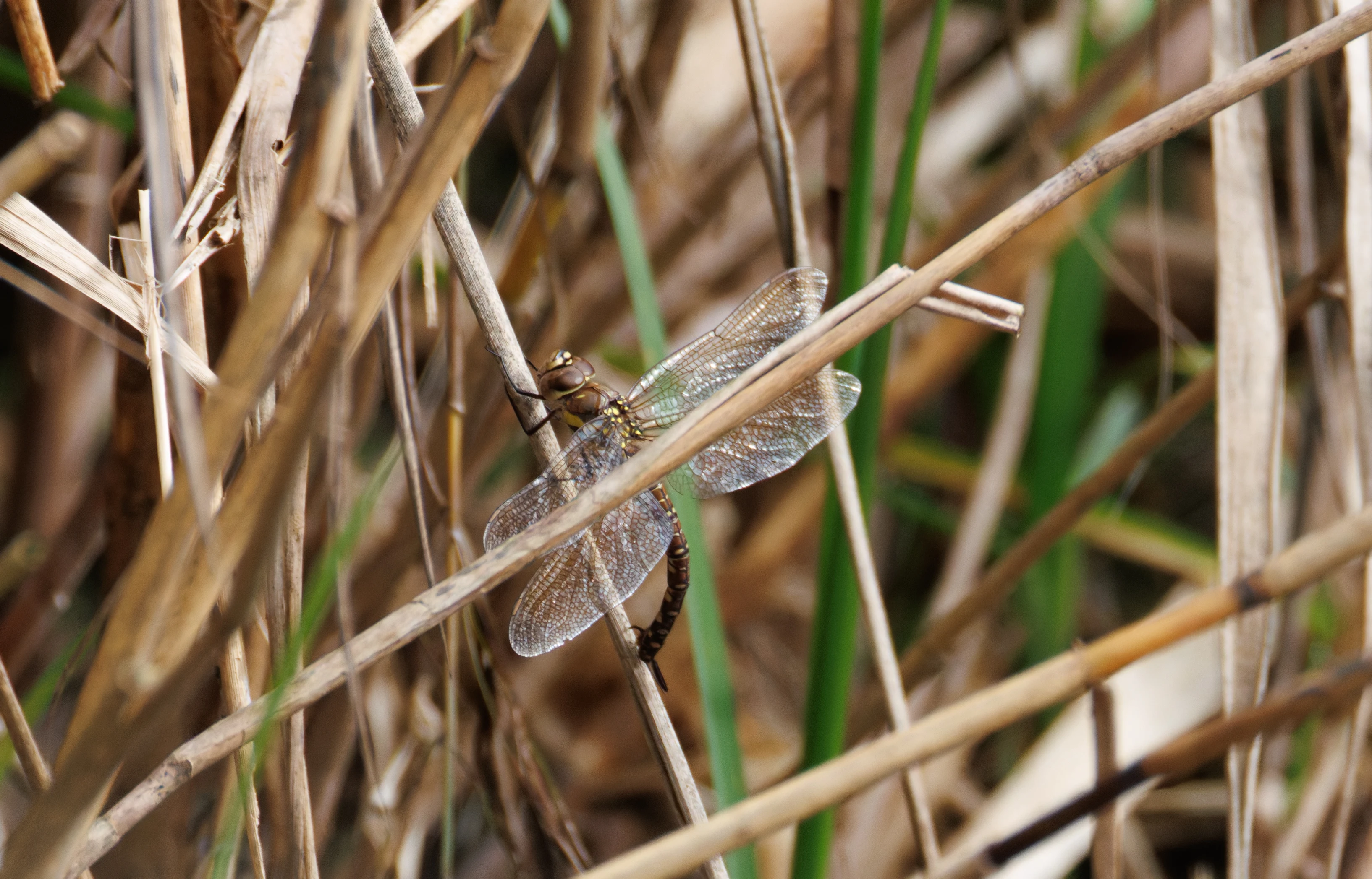 Brown Hawker, Blashford Lakes, Hampshire, UK — photo by Orlando Prugel-Bennett