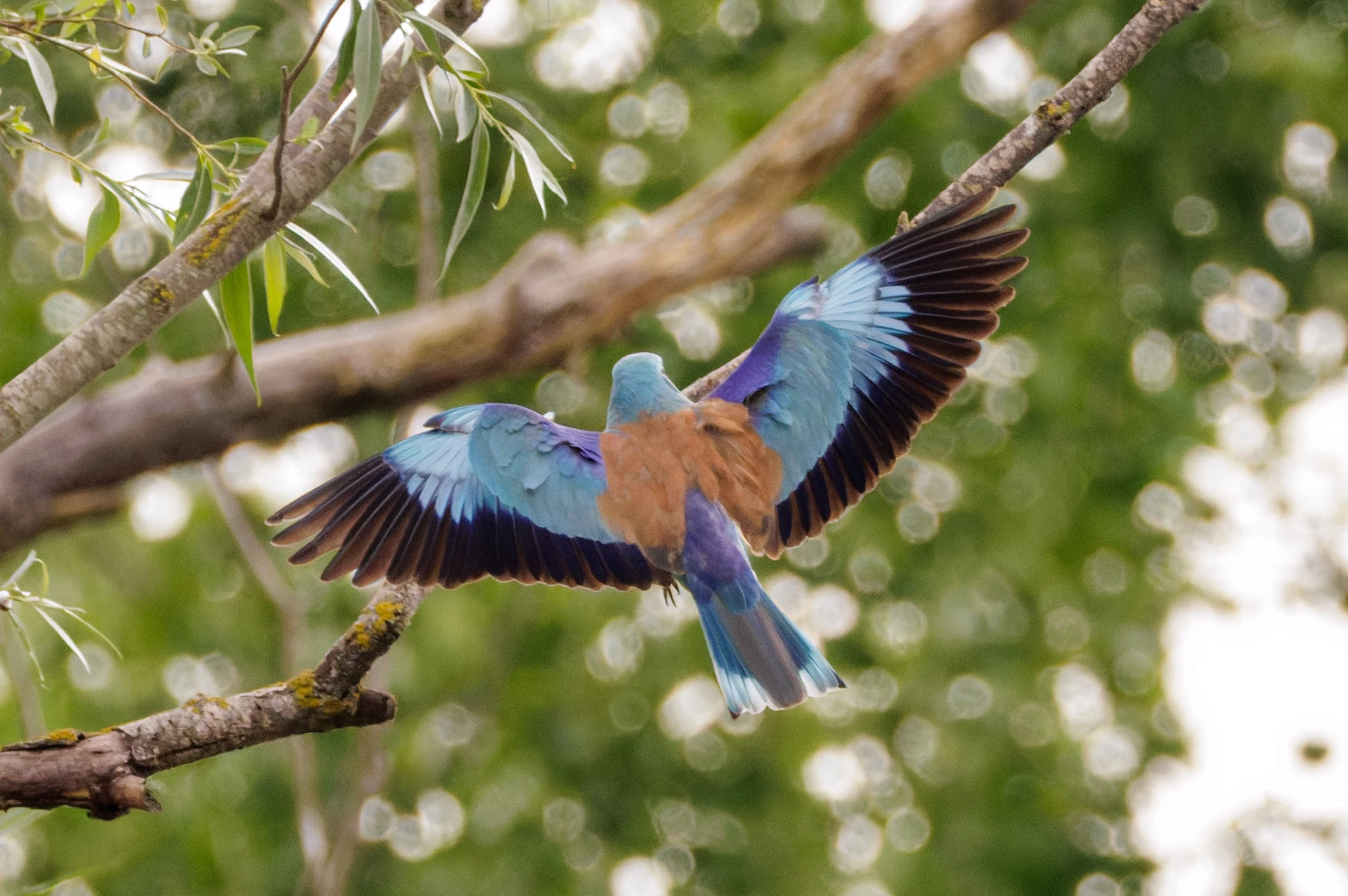 European Roller in flight, Danube Delta, Romania — photo by Orlando Prugel-Bennett